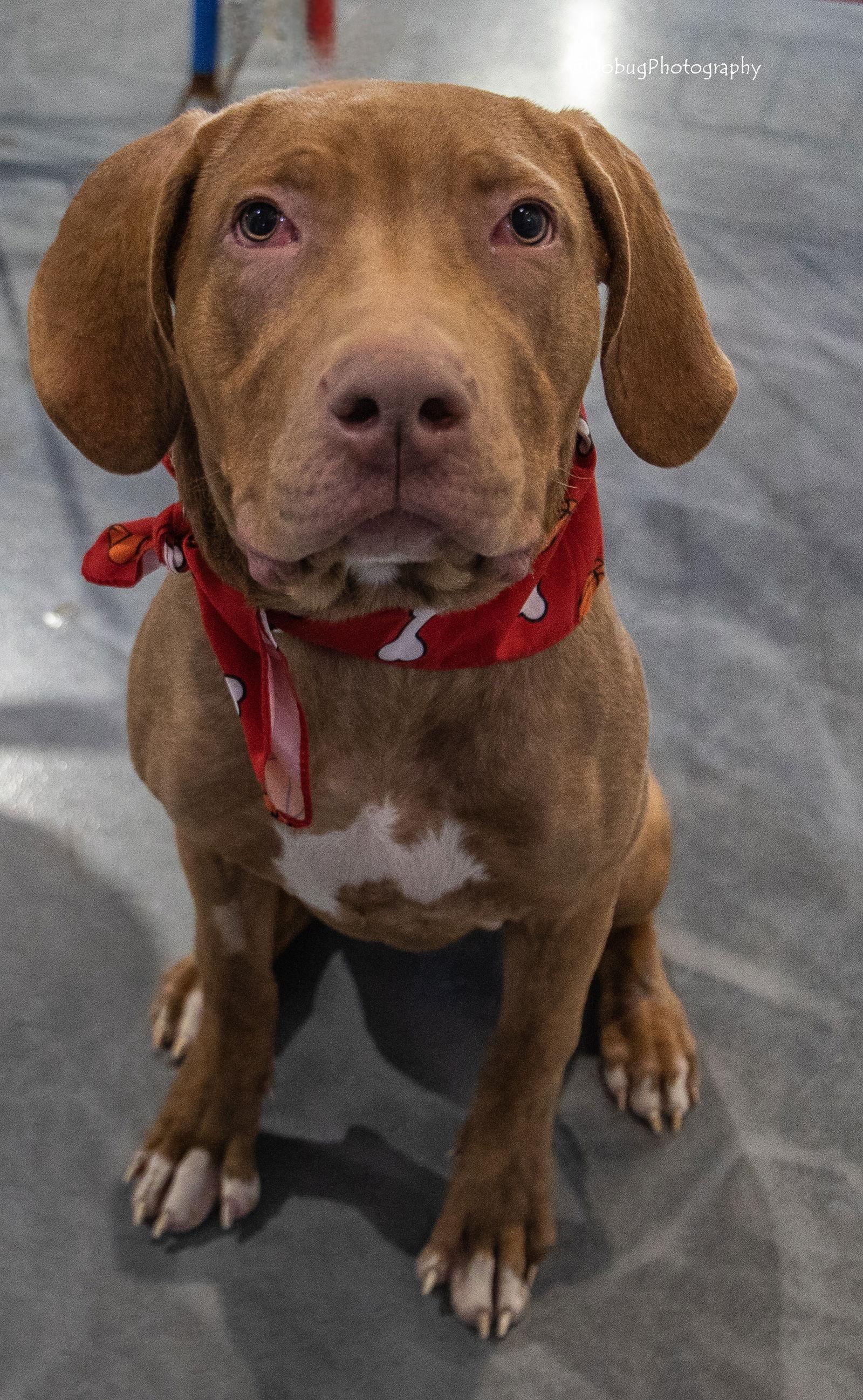 Reba, Adoptable, Young Female Vizsla & Terrier.