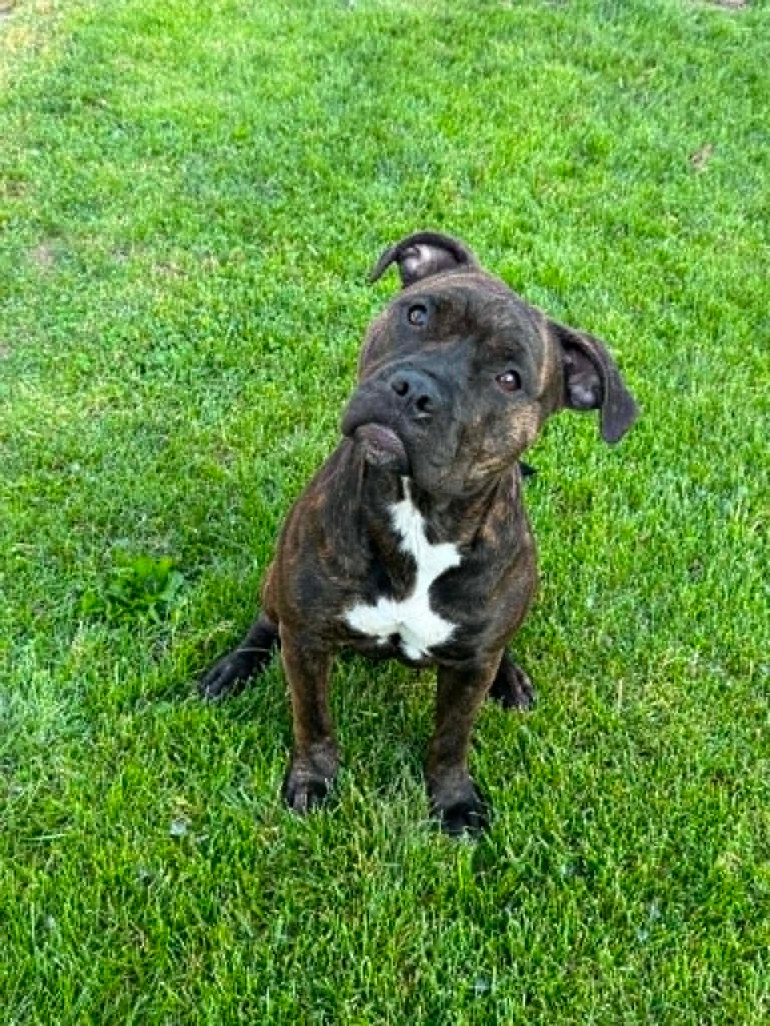Bella, Adoptable, Young Female Pit Bull Terrier.