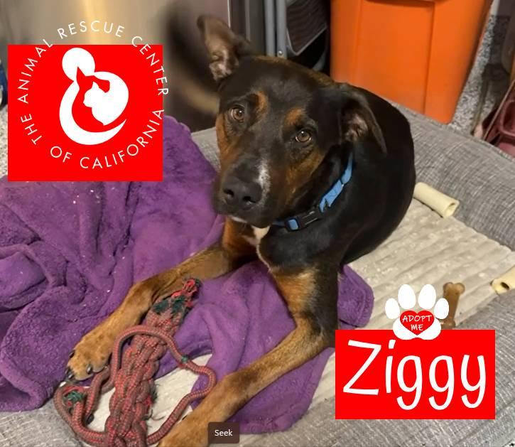 Enlarge Ziggy, a ADOPTABLE mixed breed in Coachella, CA image 3/5