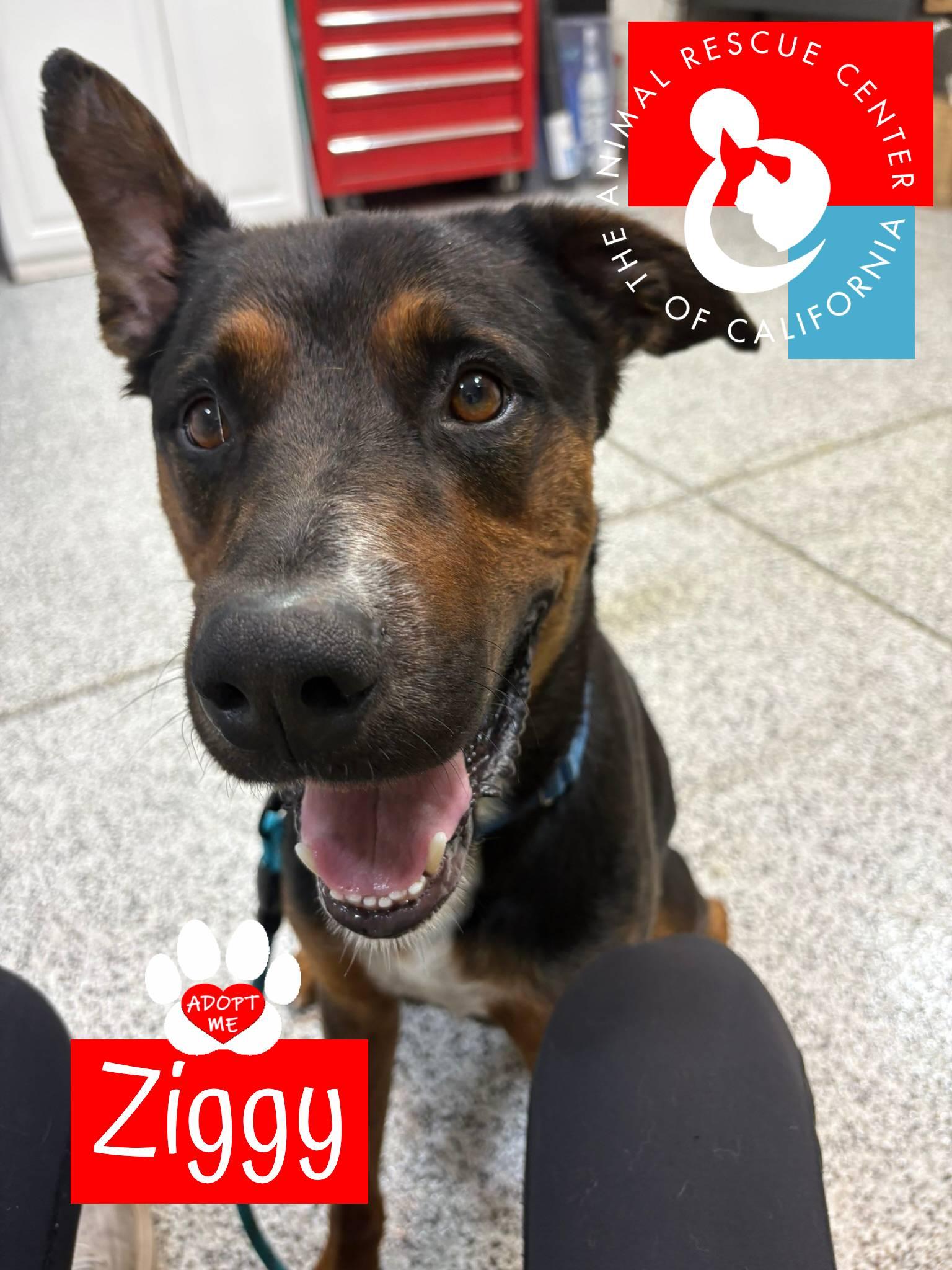 Ziggy, ADOPTABLE, Adult Male German Shepherd Dog.