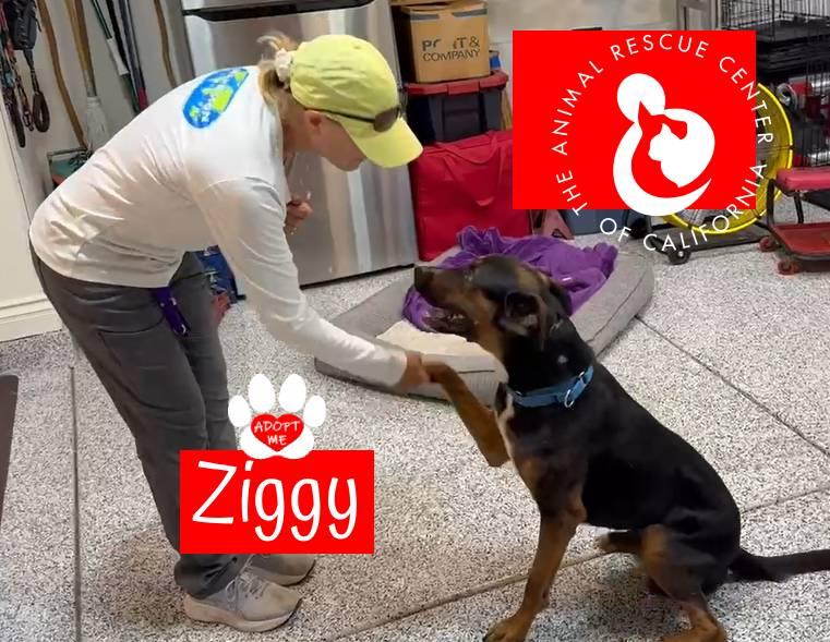 Enlarge Ziggy, a ADOPTABLE mixed breed in Coachella, CA image 4/5