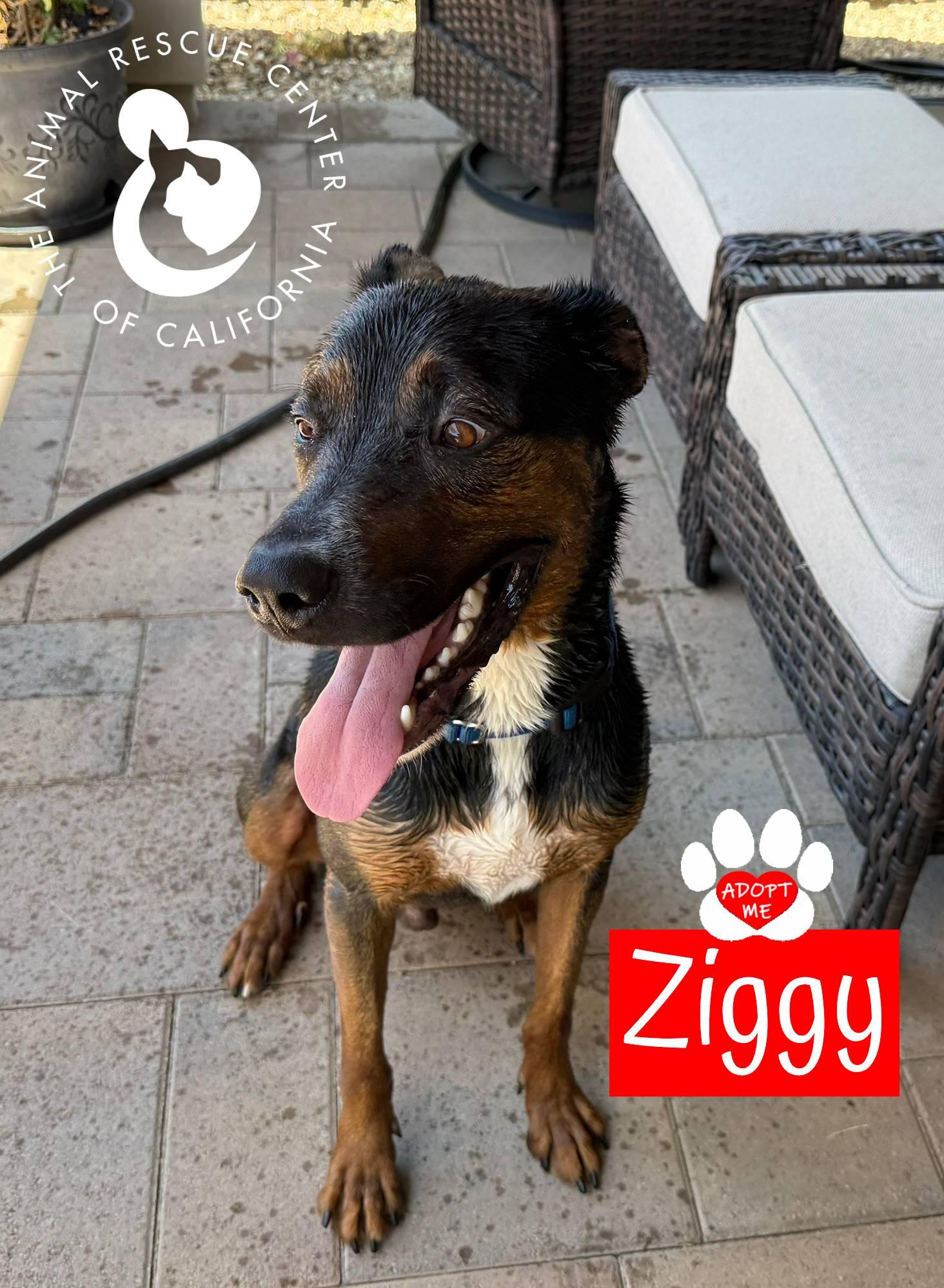 Enlarge Ziggy, a ADOPTABLE mixed breed in Coachella, CA image 2/5