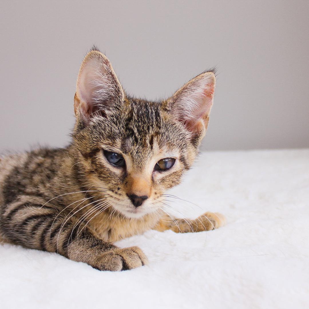 Enlarge Kaida, a Adoptable Tabby in Wayne, NJ image 2/2