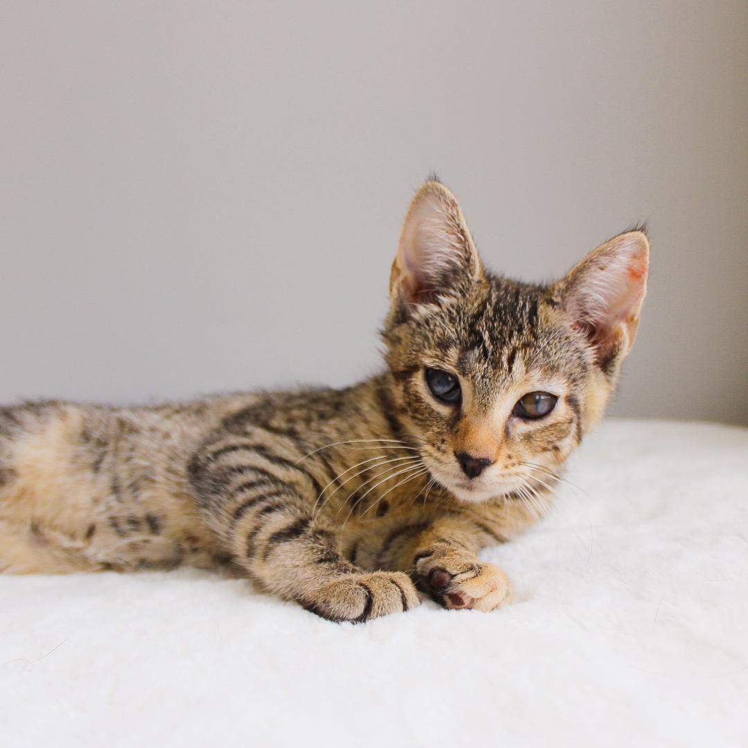 Kaida, Adoptable, Kitten Female Tabby.