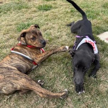 Enlarge Maximus, a Adoptable Labrador Retriever in Beaumont, TX image 1/6