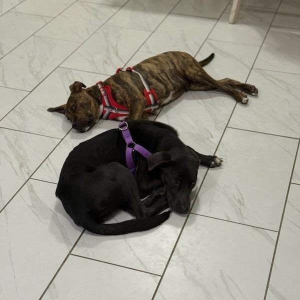 Enlarge Maximus, a Adoptable Labrador Retriever in Beaumont, TX image 2/6