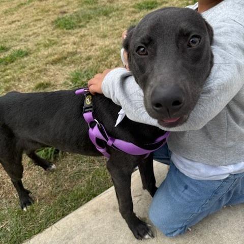 Enlarge Maximus, a Adoptable Labrador Retriever in Beaumont, TX image 3/6