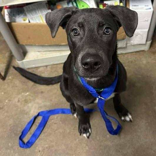 Enlarge Maximus, a Adoptable Labrador Retriever in Beaumont, TX image 4/6