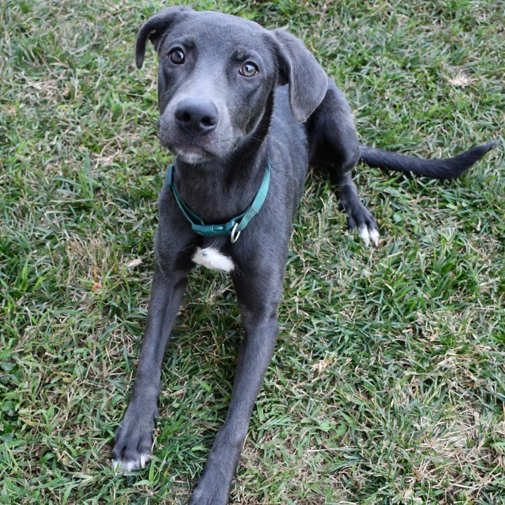 Enlarge Maximus, a Adoptable Labrador Retriever in Beaumont, TX image 5/6