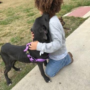 Enlarge Maximus, a Adoptable Labrador Retriever in Beaumont, TX image 6/6