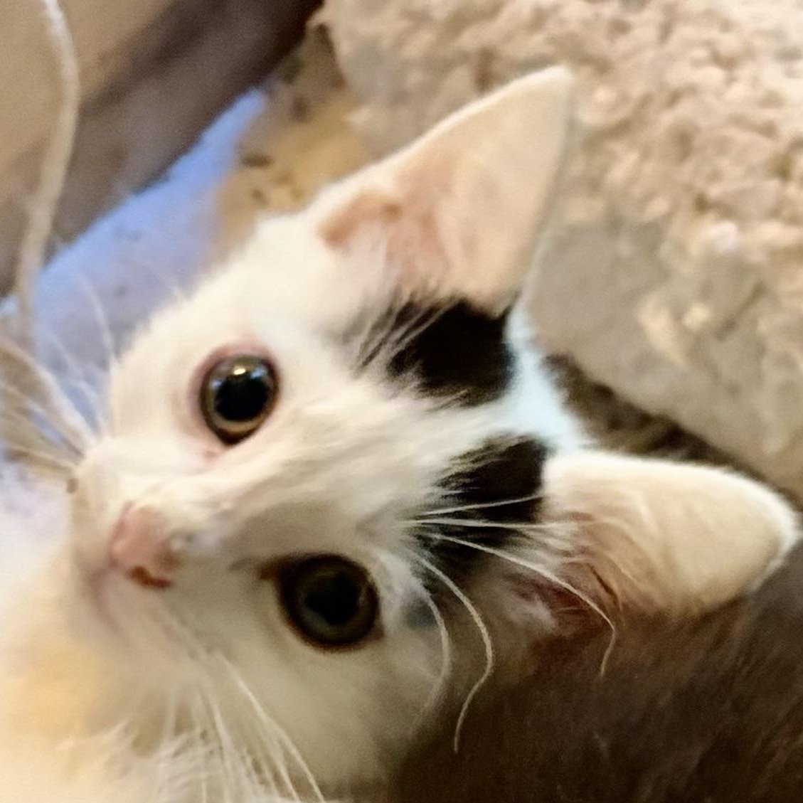 Enlarge Jessie, a Adopted Domestic Medium Hair in Houghton Lake, MI image 1/5