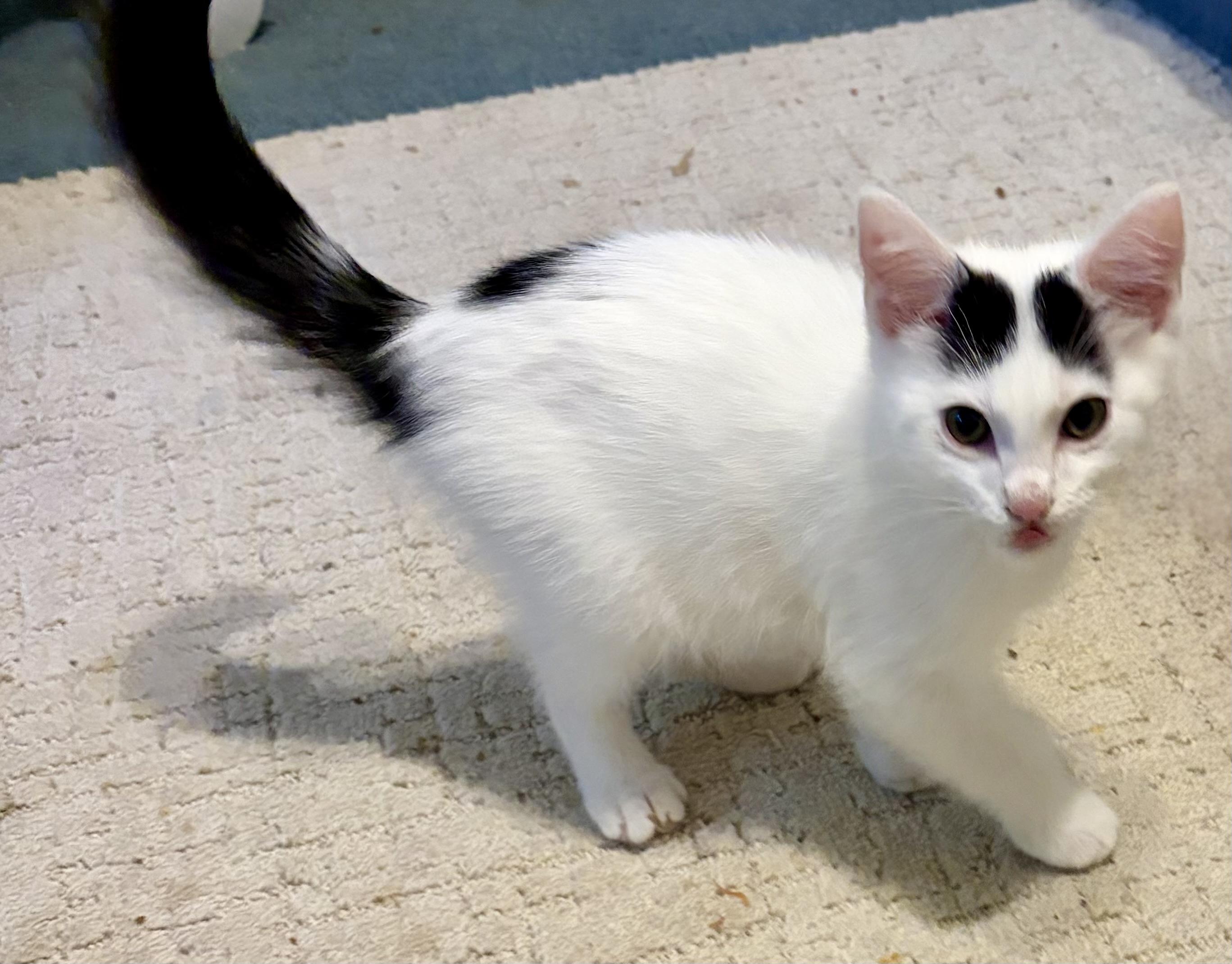 Enlarge Jessie, a Adopted Domestic Medium Hair in Houghton Lake, MI image 3/5