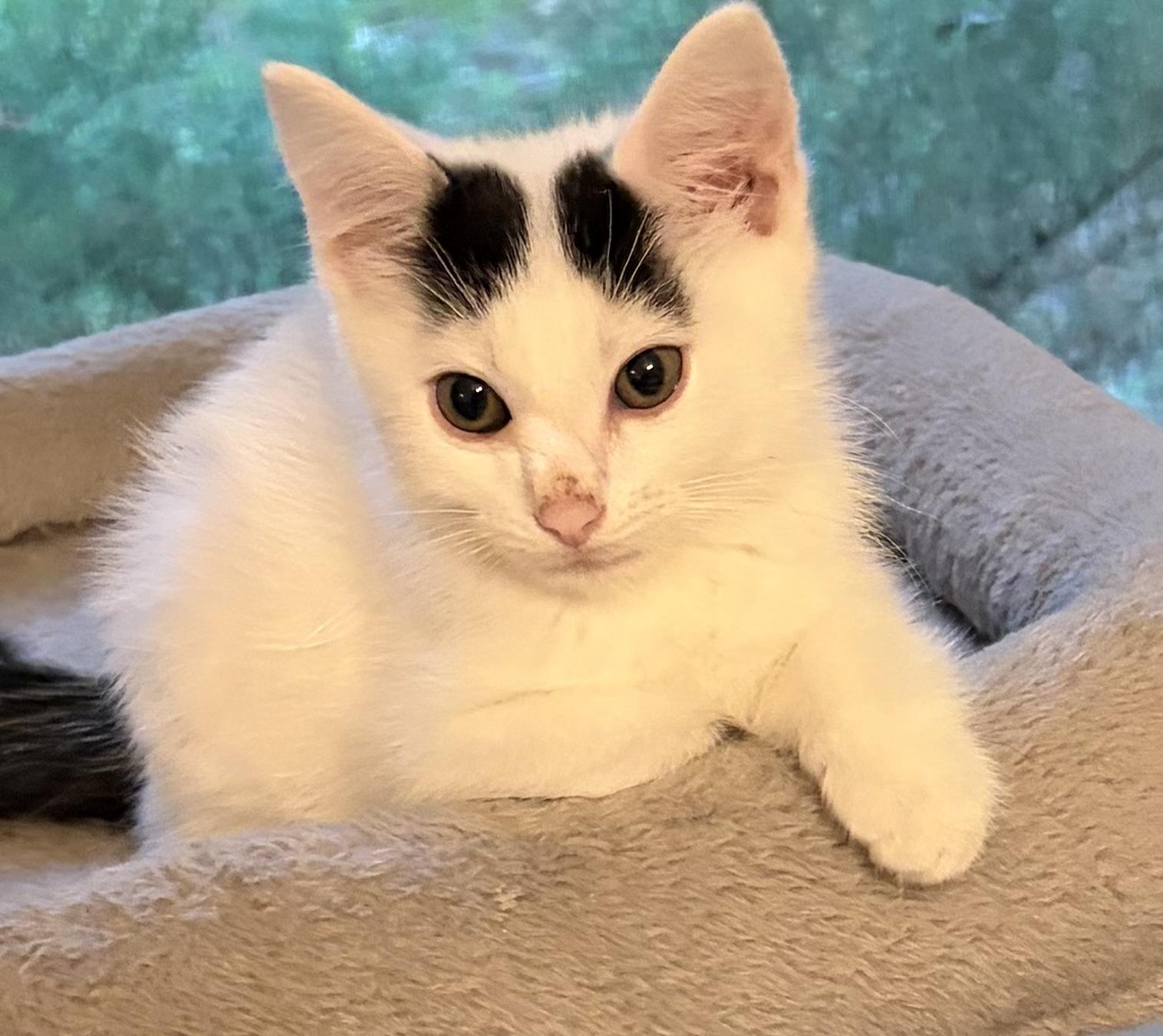 Enlarge Jessie, a Adopted Domestic Medium Hair in Houghton Lake, MI image 2/5