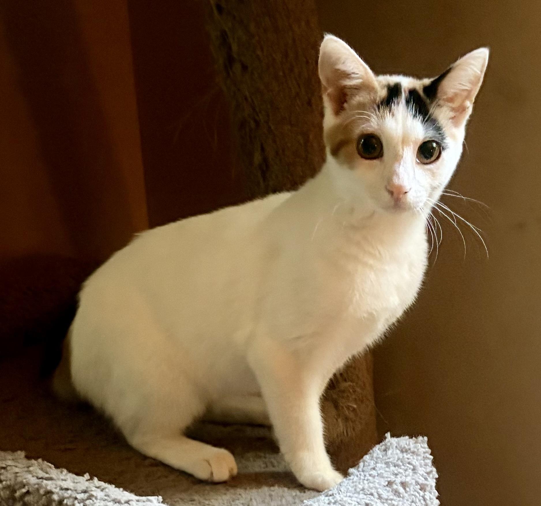 Enlarge Jessie, a Adopted Domestic Medium Hair in Houghton Lake, MI image 5/5