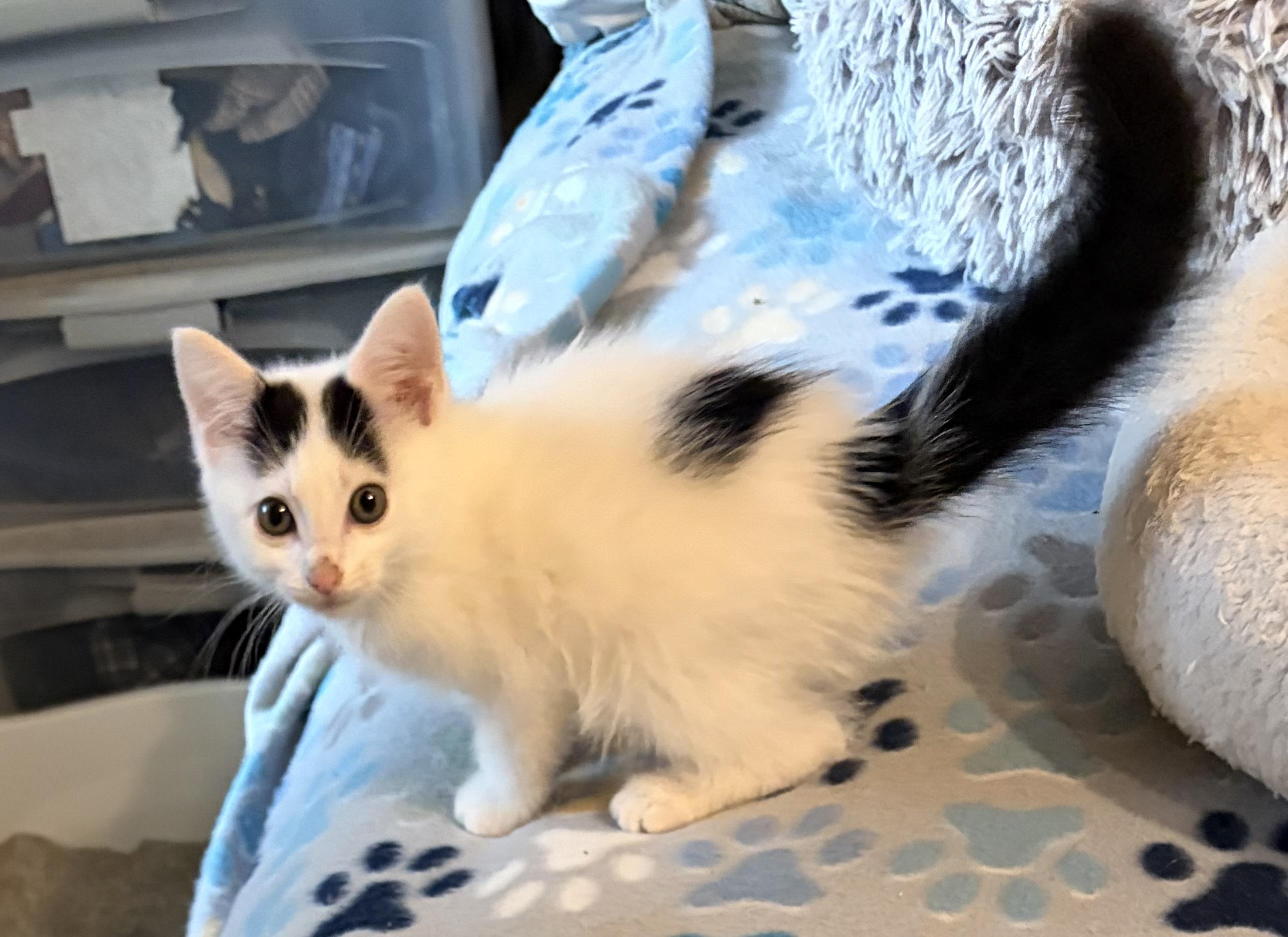 Enlarge Jessie, a Adopted Domestic Medium Hair in Houghton Lake, MI image 4/5