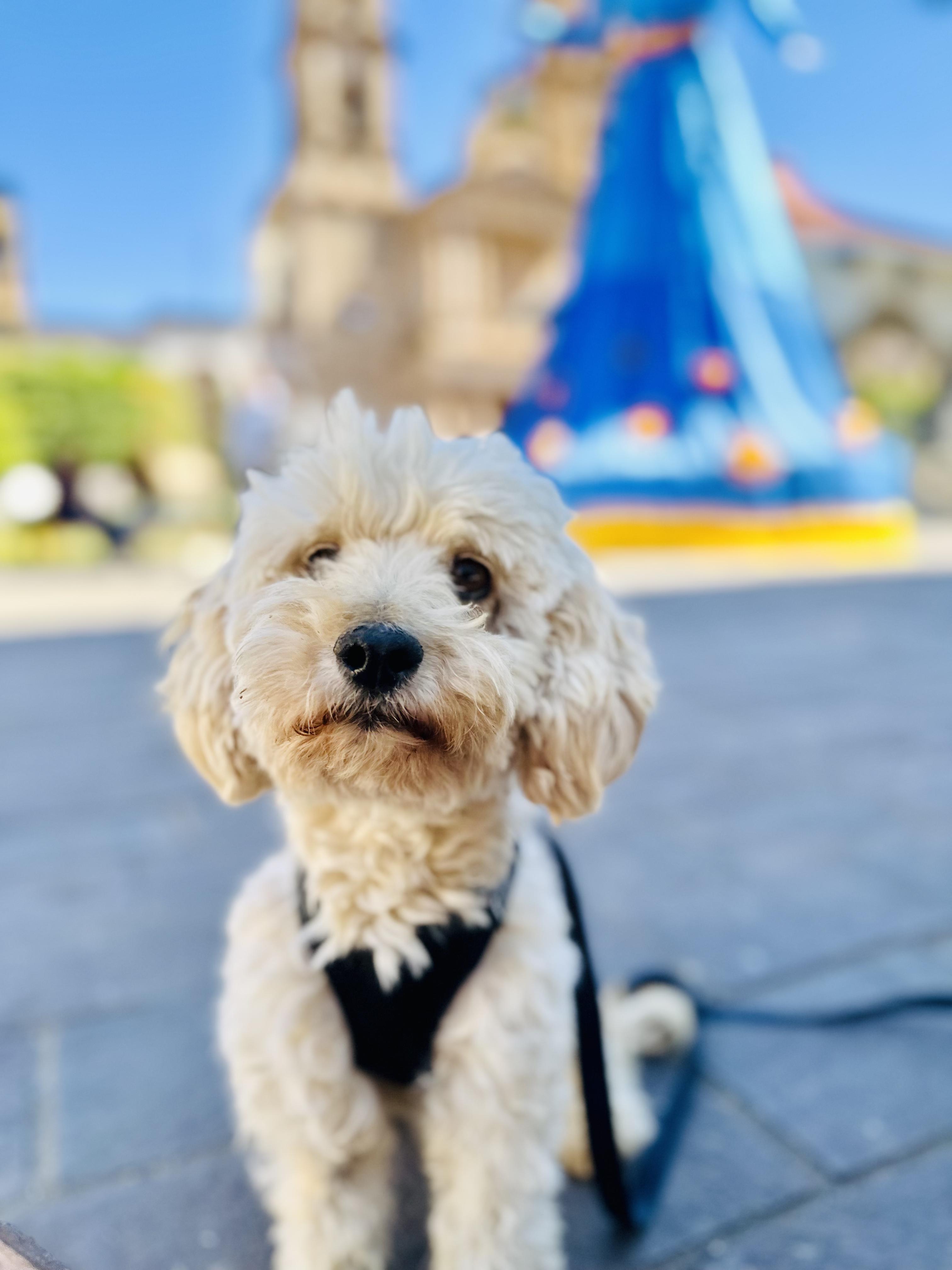 Enlarge Apollo, an adopted mixed breed in Encino, CA image 2/6