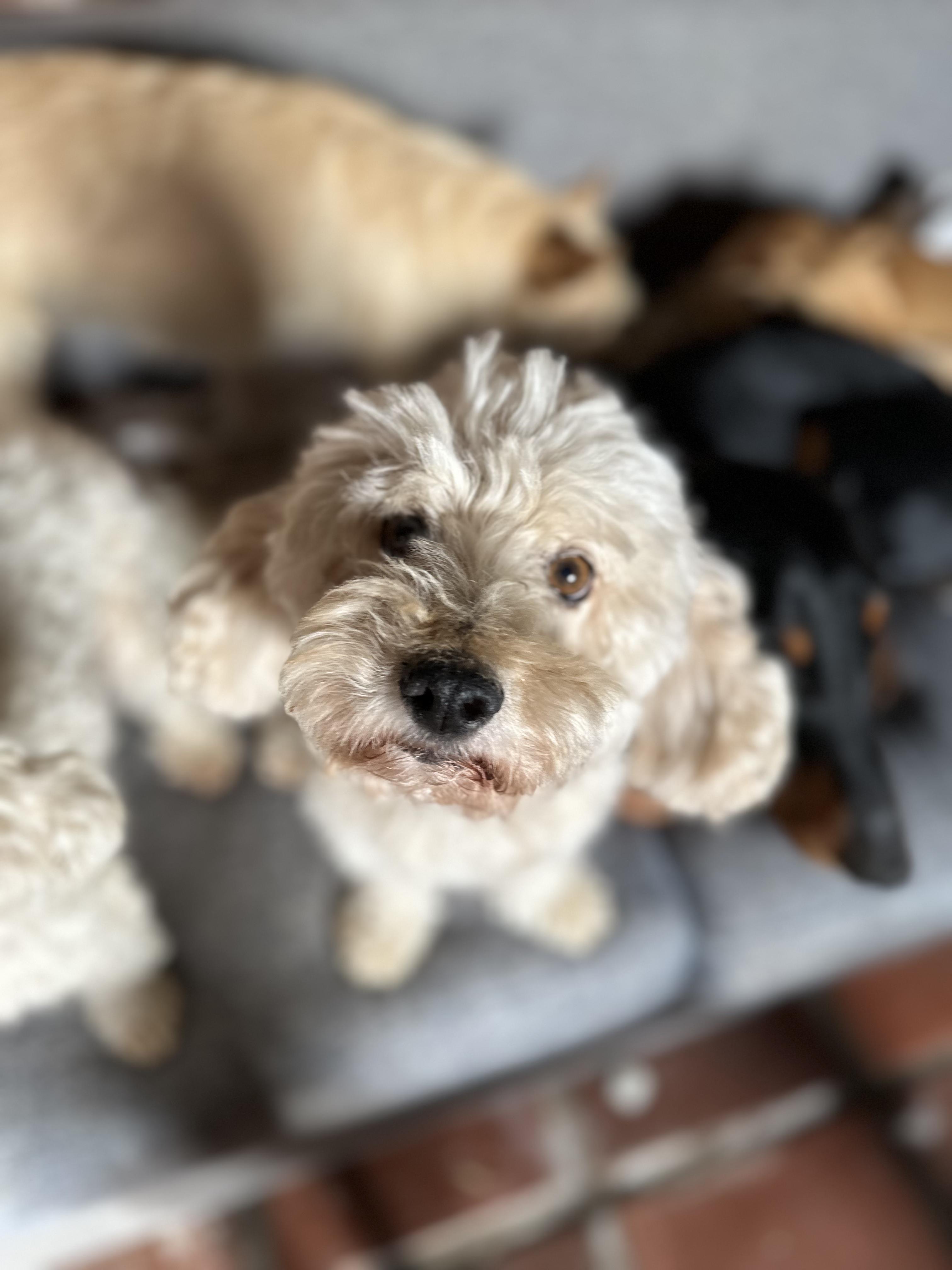 Enlarge Apollo, an adopted mixed breed in Encino, CA image 3/6