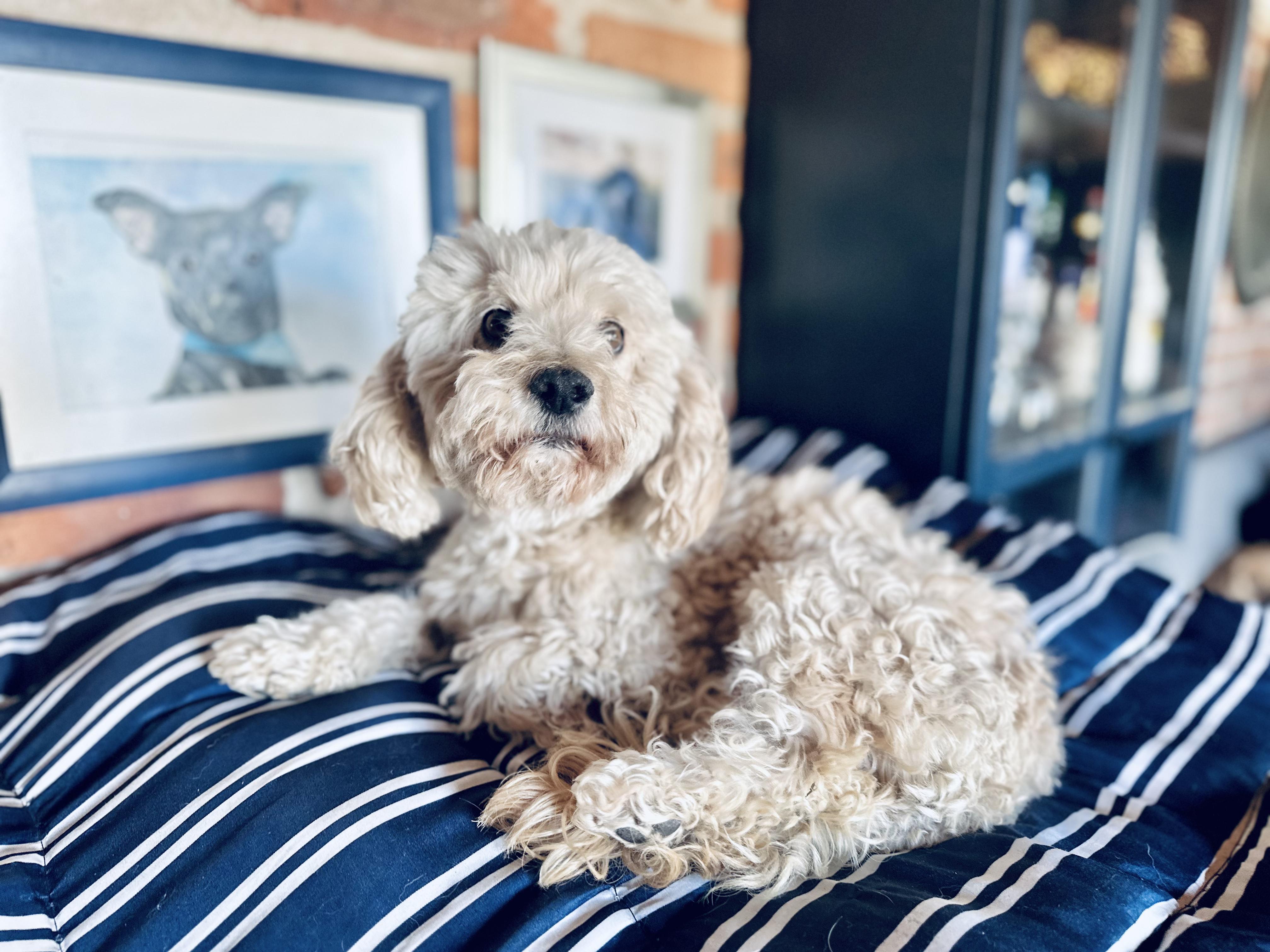 Enlarge Apollo, an adopted mixed breed in Encino, CA image 4/6