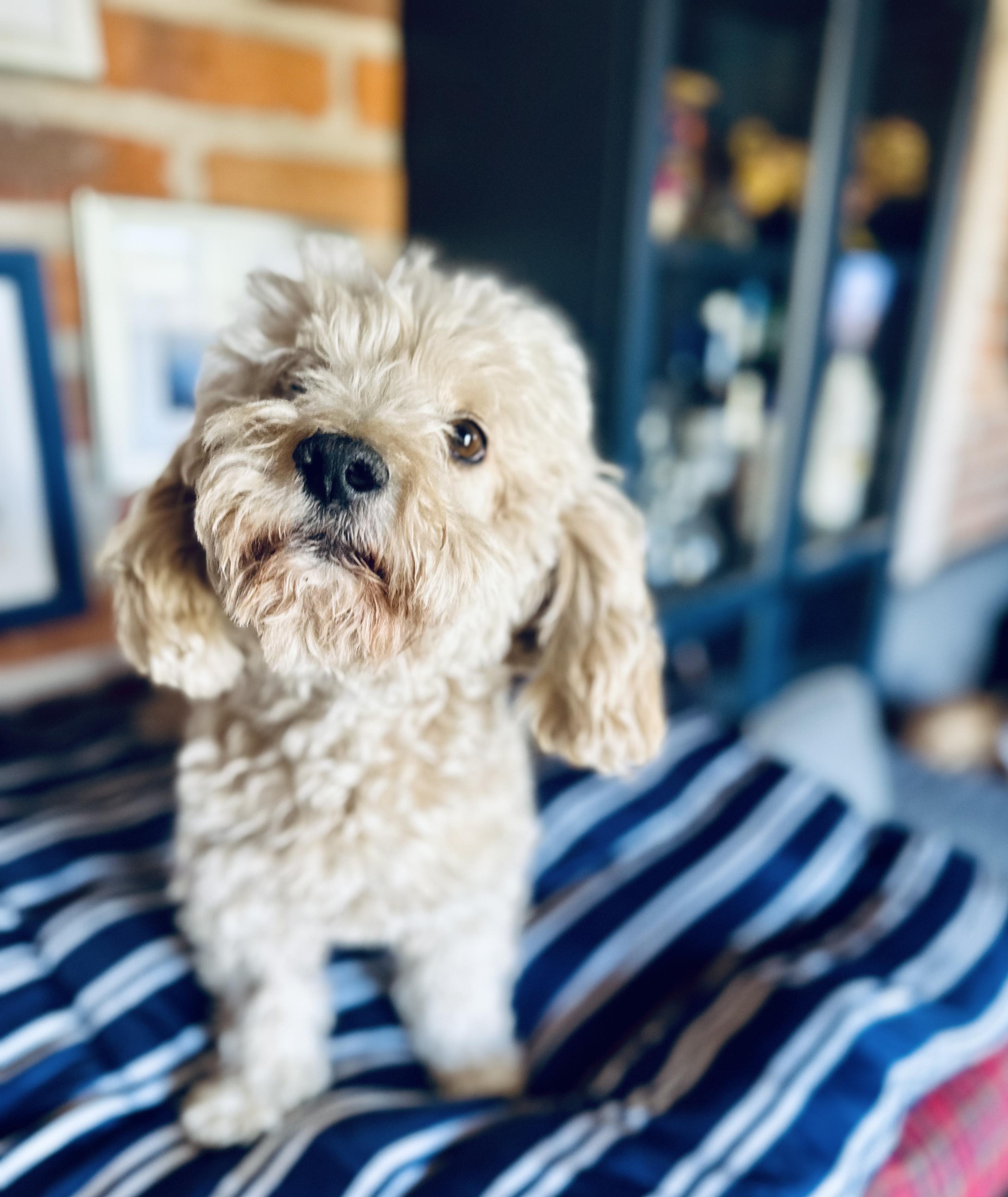 Apollo, adopted, Adult Male Maltipoo.