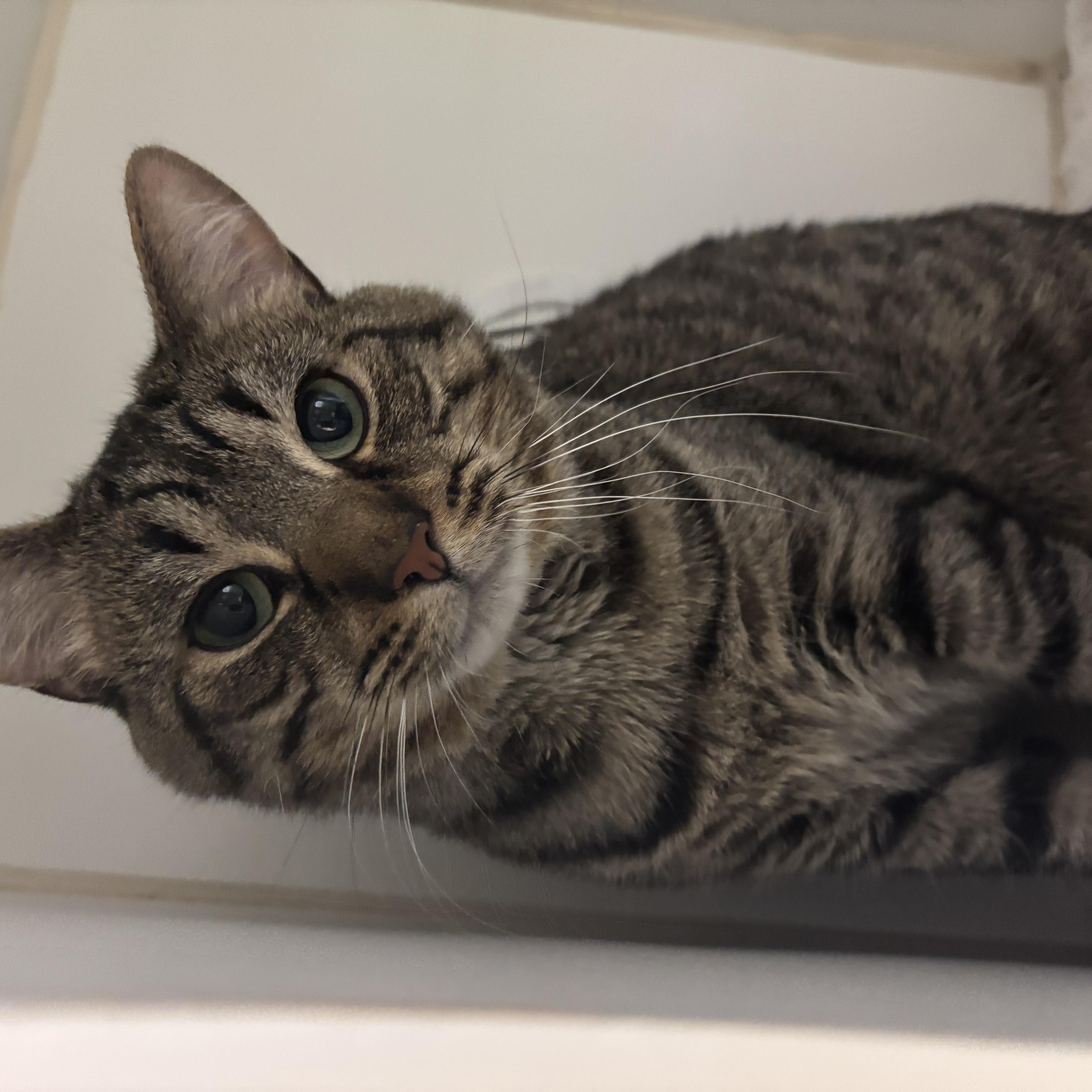 Enlarge Leo, a Adoptable Domestic Short Hair in Reisterstown, MD image 2/2