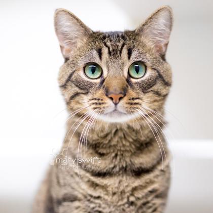 Leo, Adoptable, Adult Male Domestic Short Hair.
