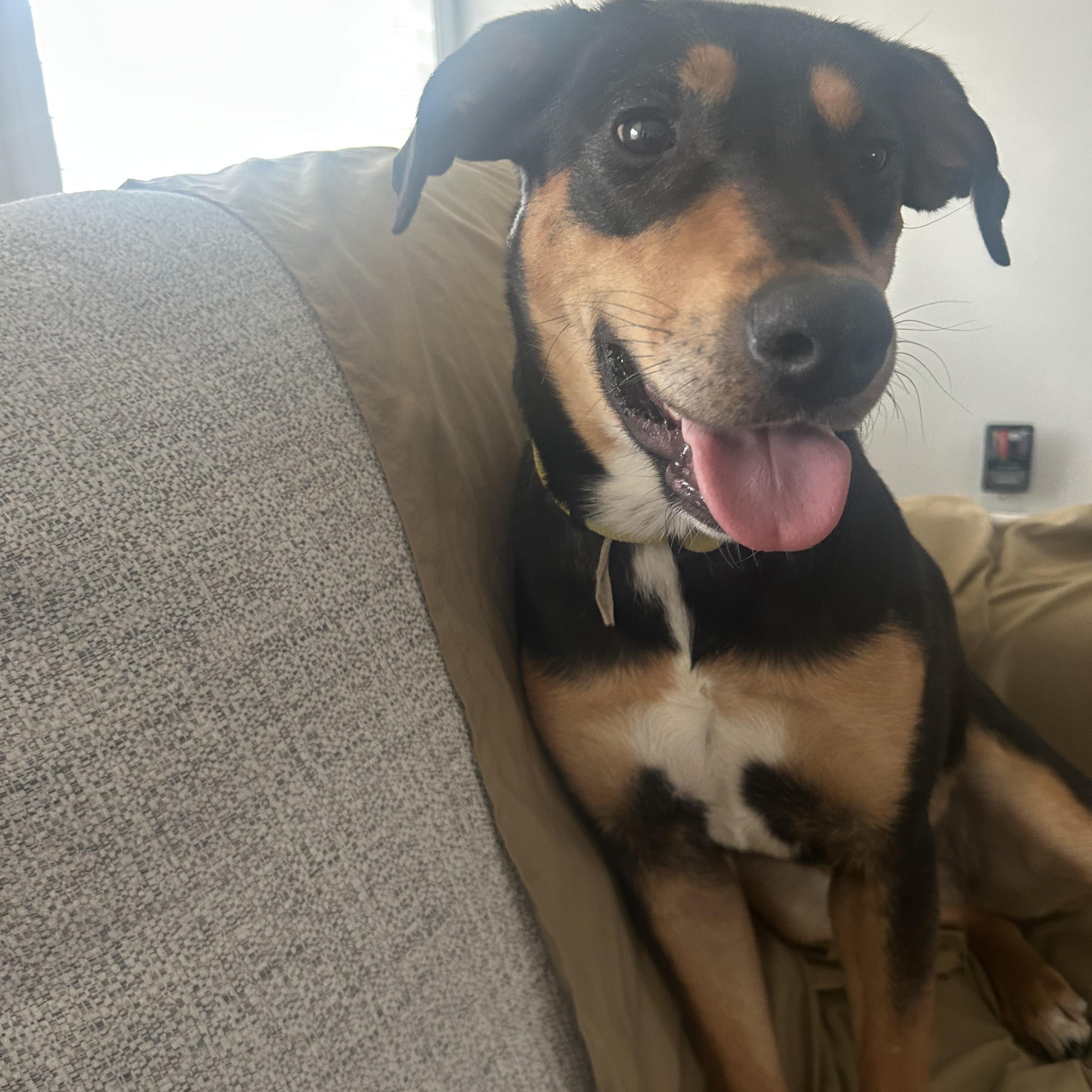 Brownie, a Adoptable mixed breed in Cincinnati, OH image 1/6