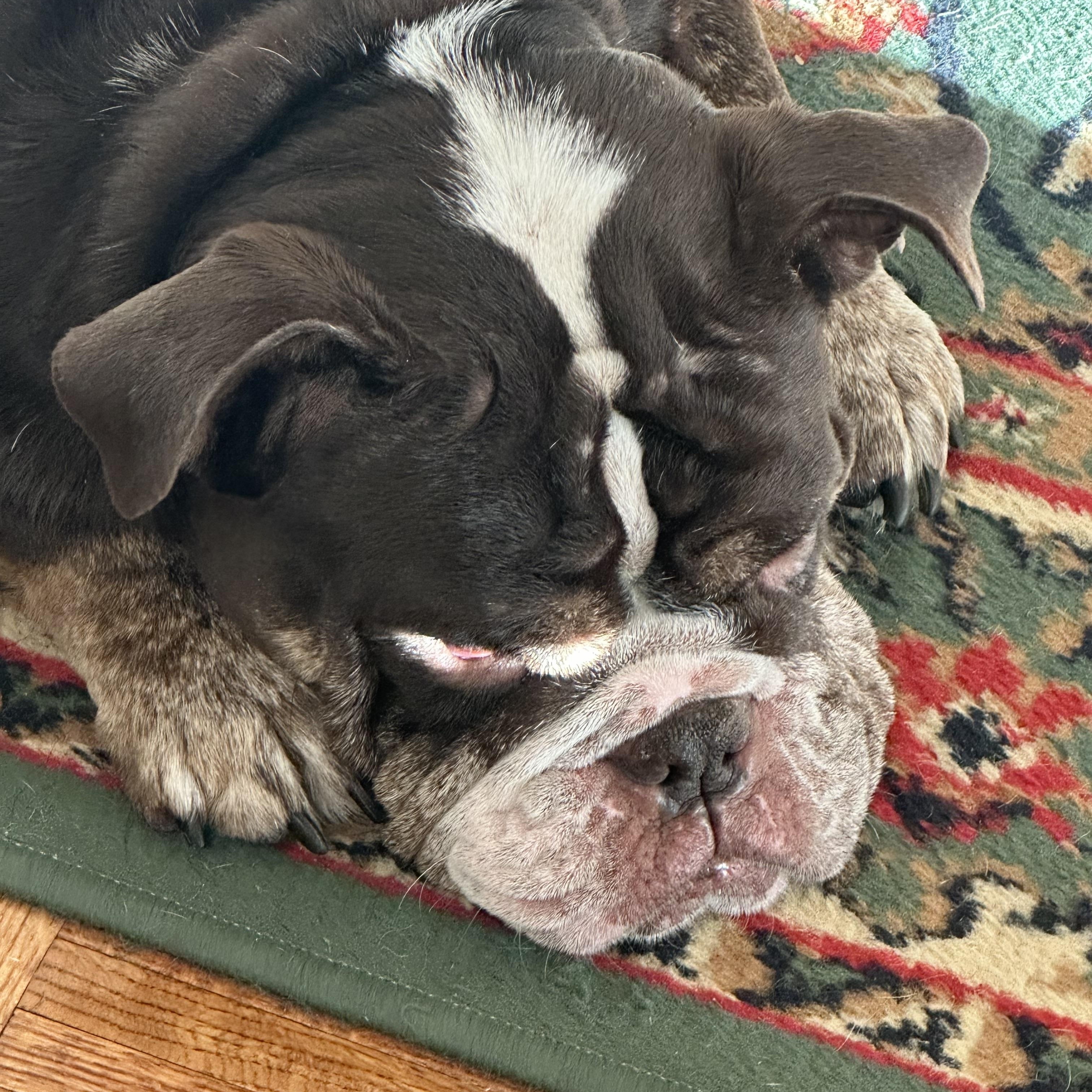 Buttercup, ADOPTABLE, Adult Female English Bulldog.