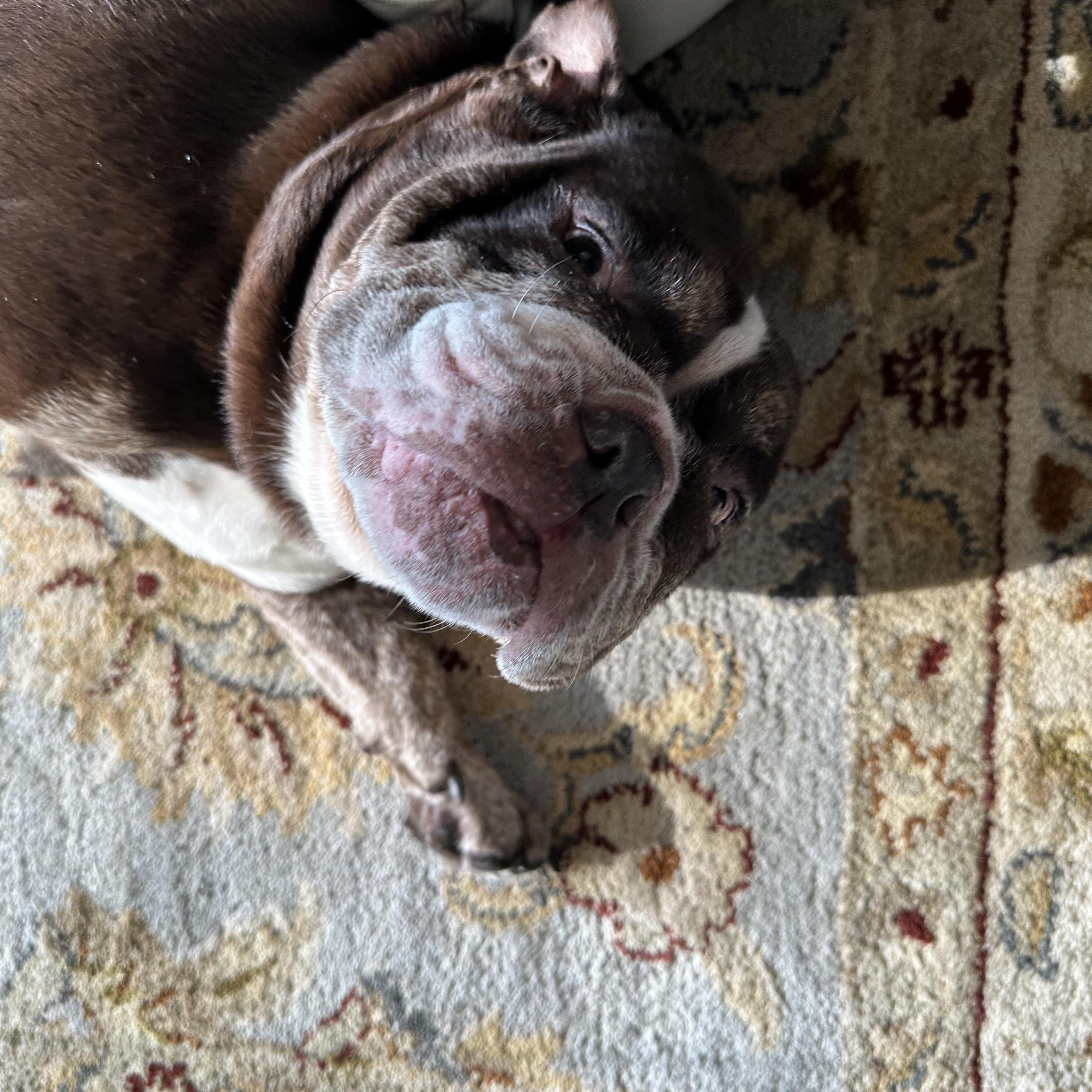 Buttercup, a ADOPTABLE English Bulldog in Stony Brook, NY image 3/4