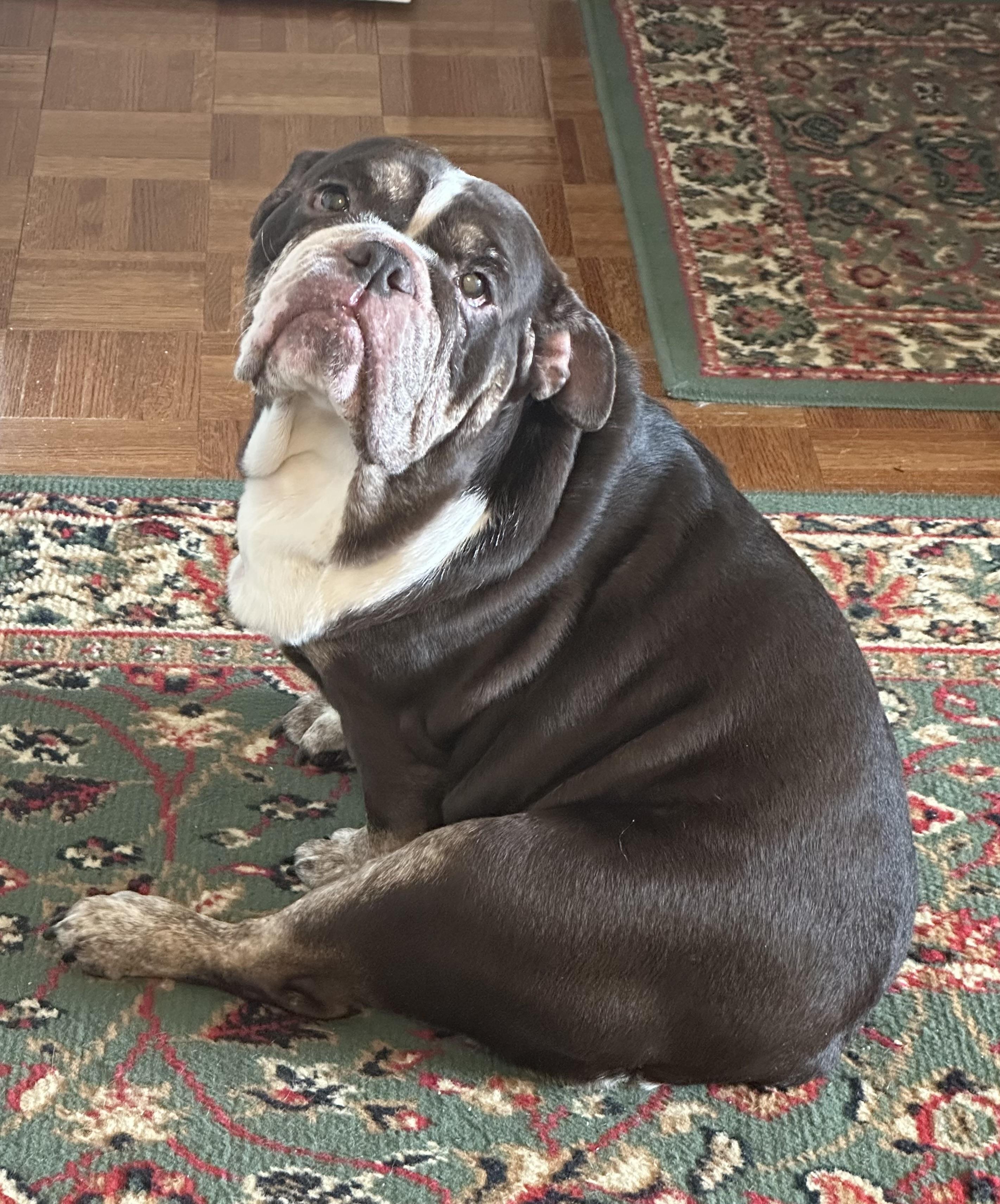Buttercup, a ADOPTABLE English Bulldog in Stony Brook, NY image 2/4