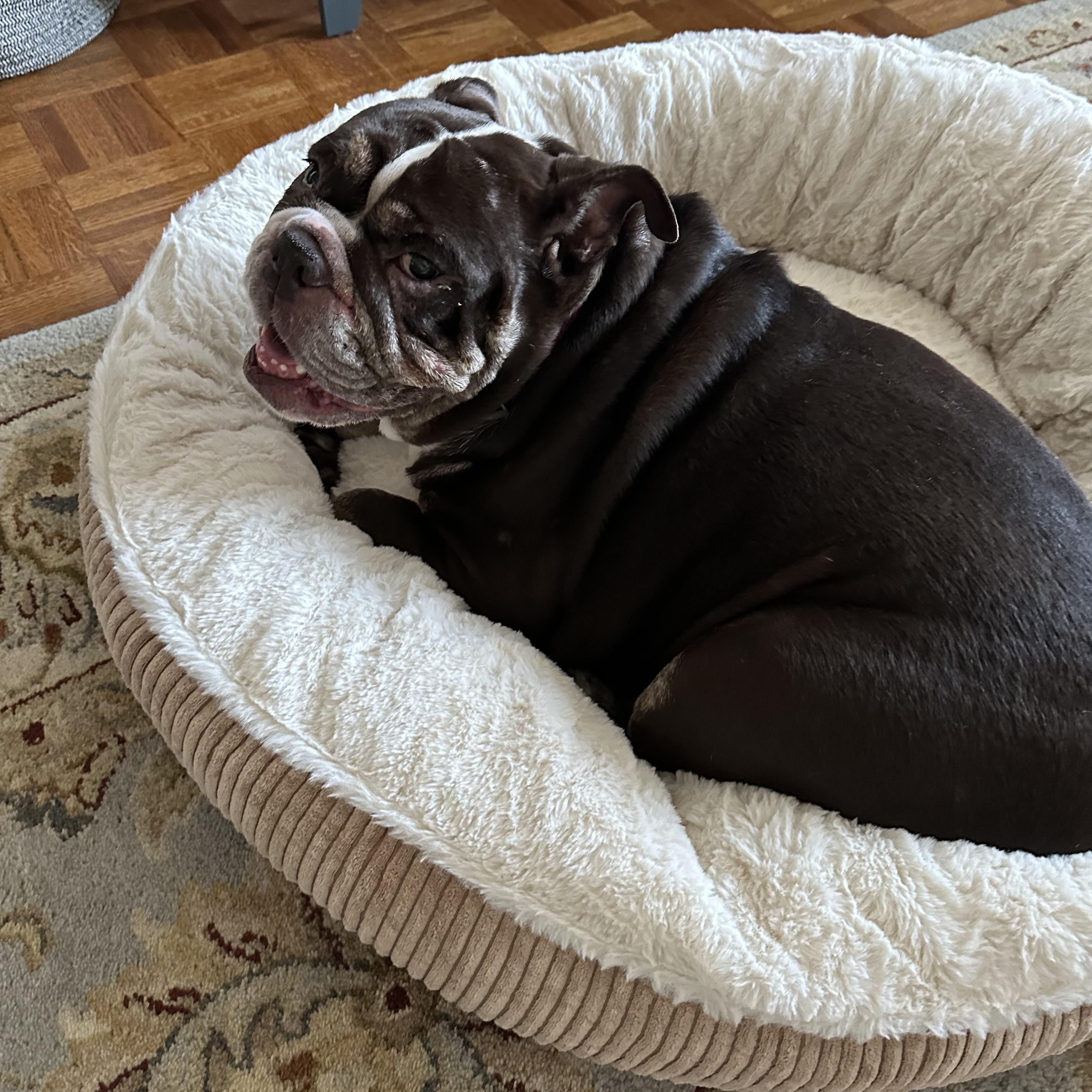 Buttercup, a ADOPTABLE English Bulldog in Stony Brook, NY image 4/4