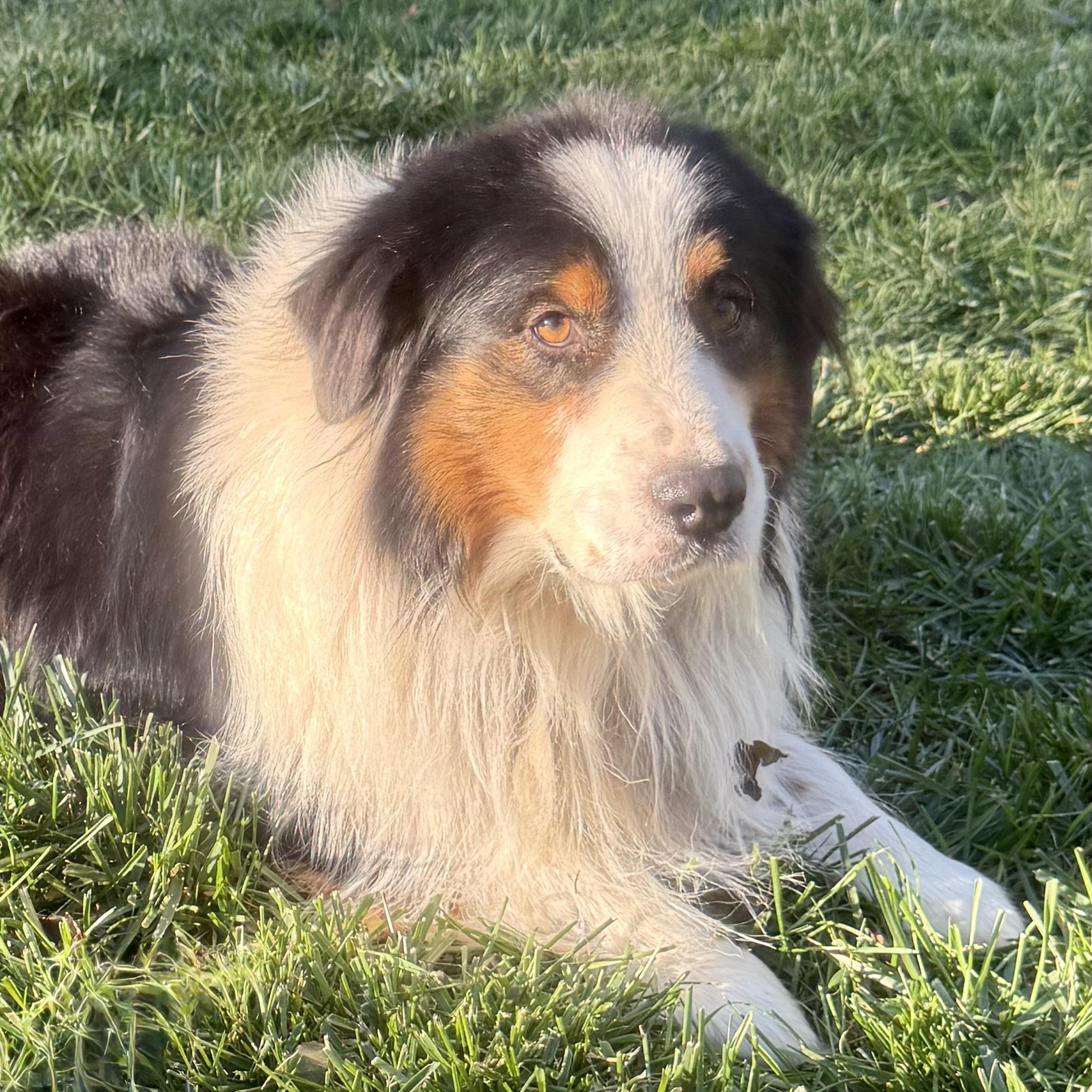 Enlarge Felix, a Adoptable Australian Shepherd in Overland Park, KS image 3/6