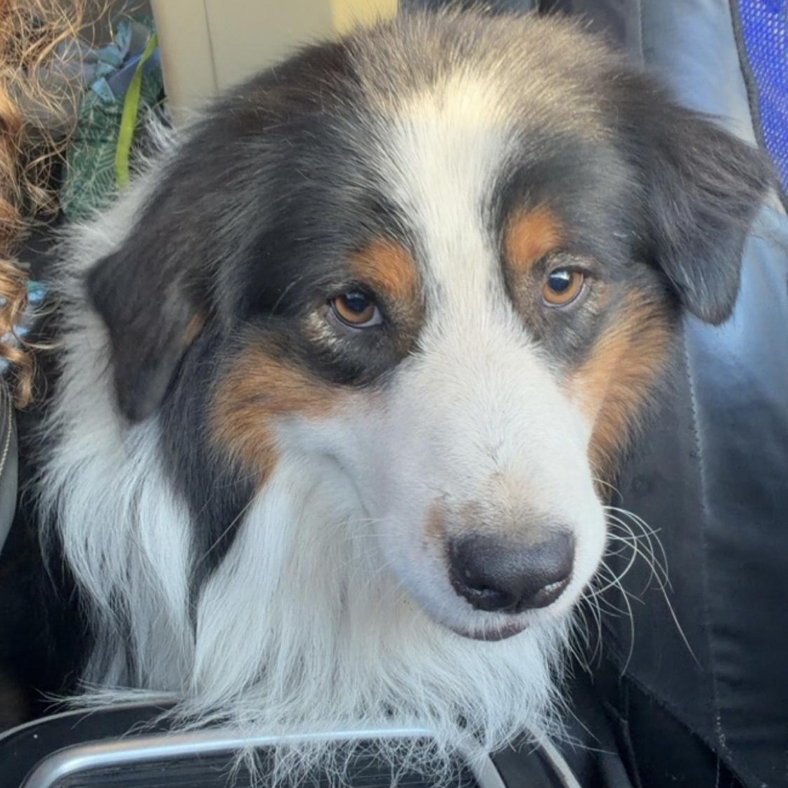 Enlarge Felix, a Adoptable Australian Shepherd in Overland Park, KS image 2/6