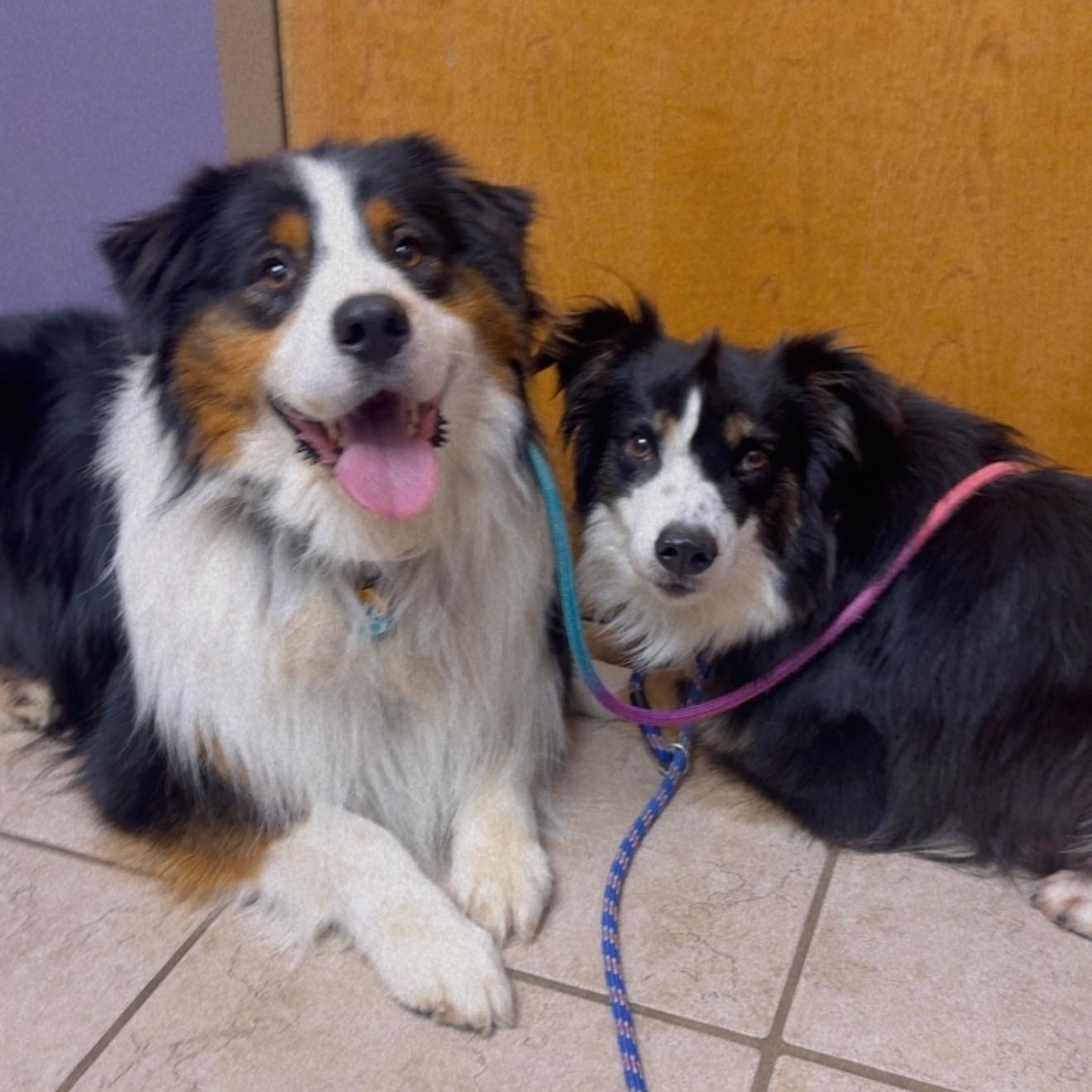 Enlarge Felix, a Adoptable Australian Shepherd in Overland Park, KS image 6/6