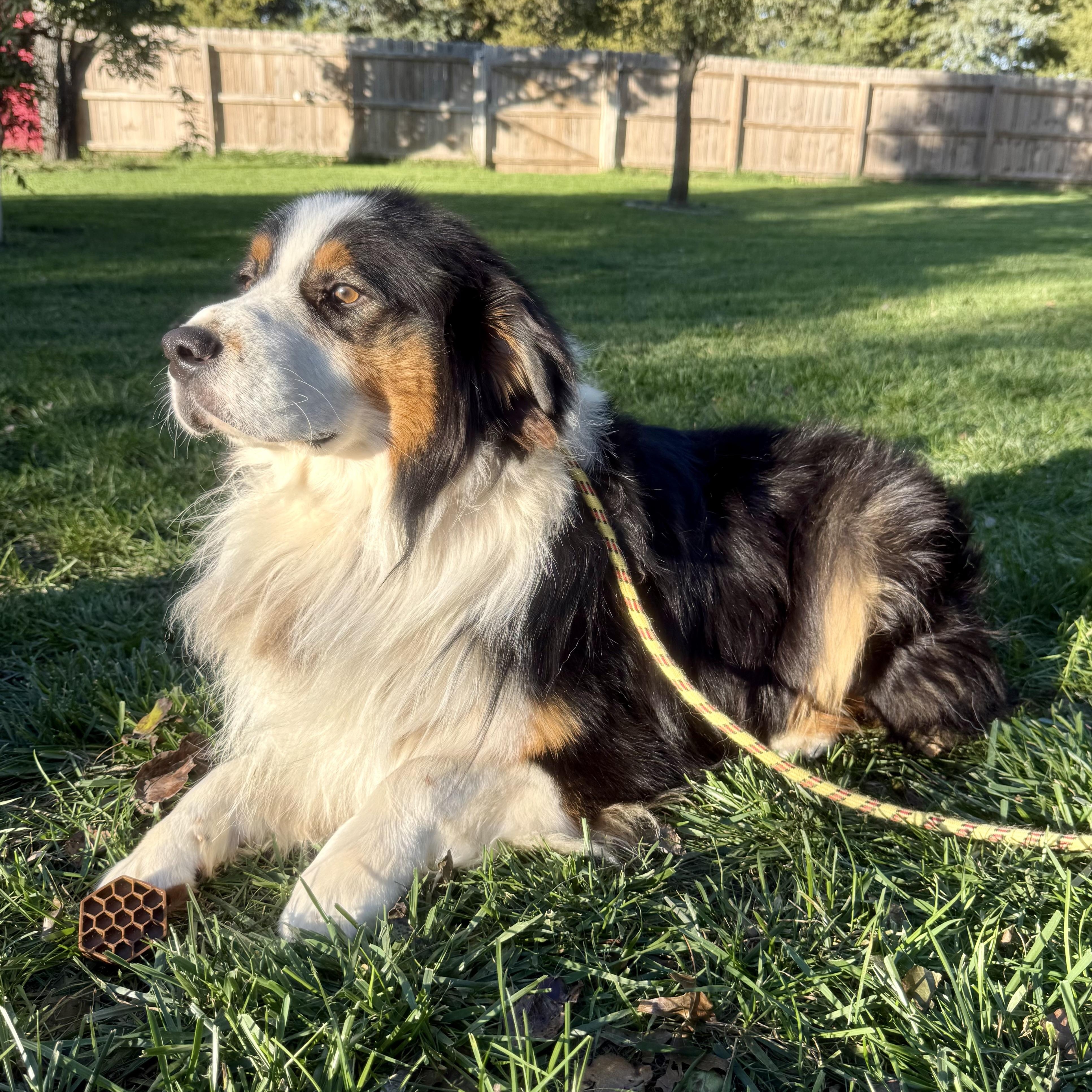 Enlarge Felix, a Adoptable Australian Shepherd in Overland Park, KS image 4/6