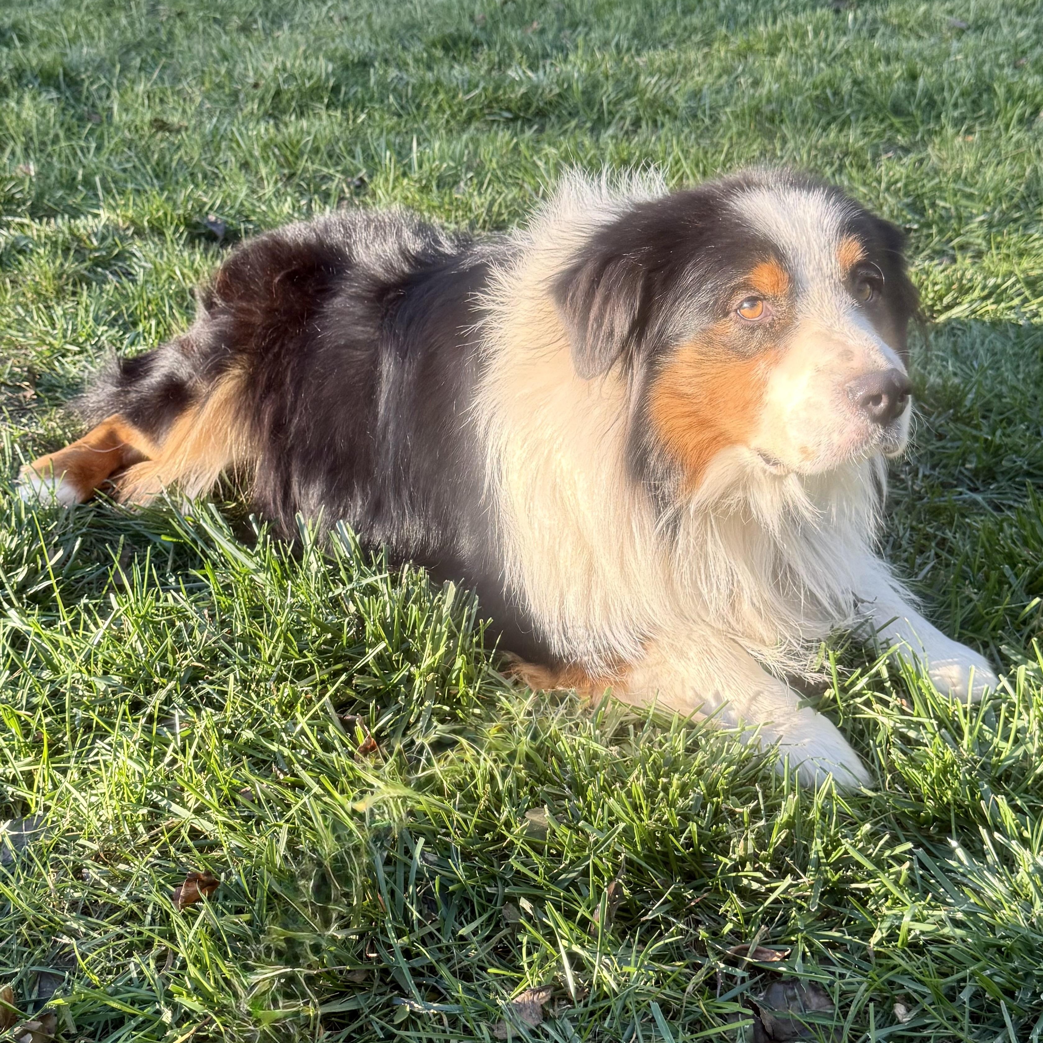 Enlarge Felix, a Adoptable Australian Shepherd in Overland Park, KS image 5/6