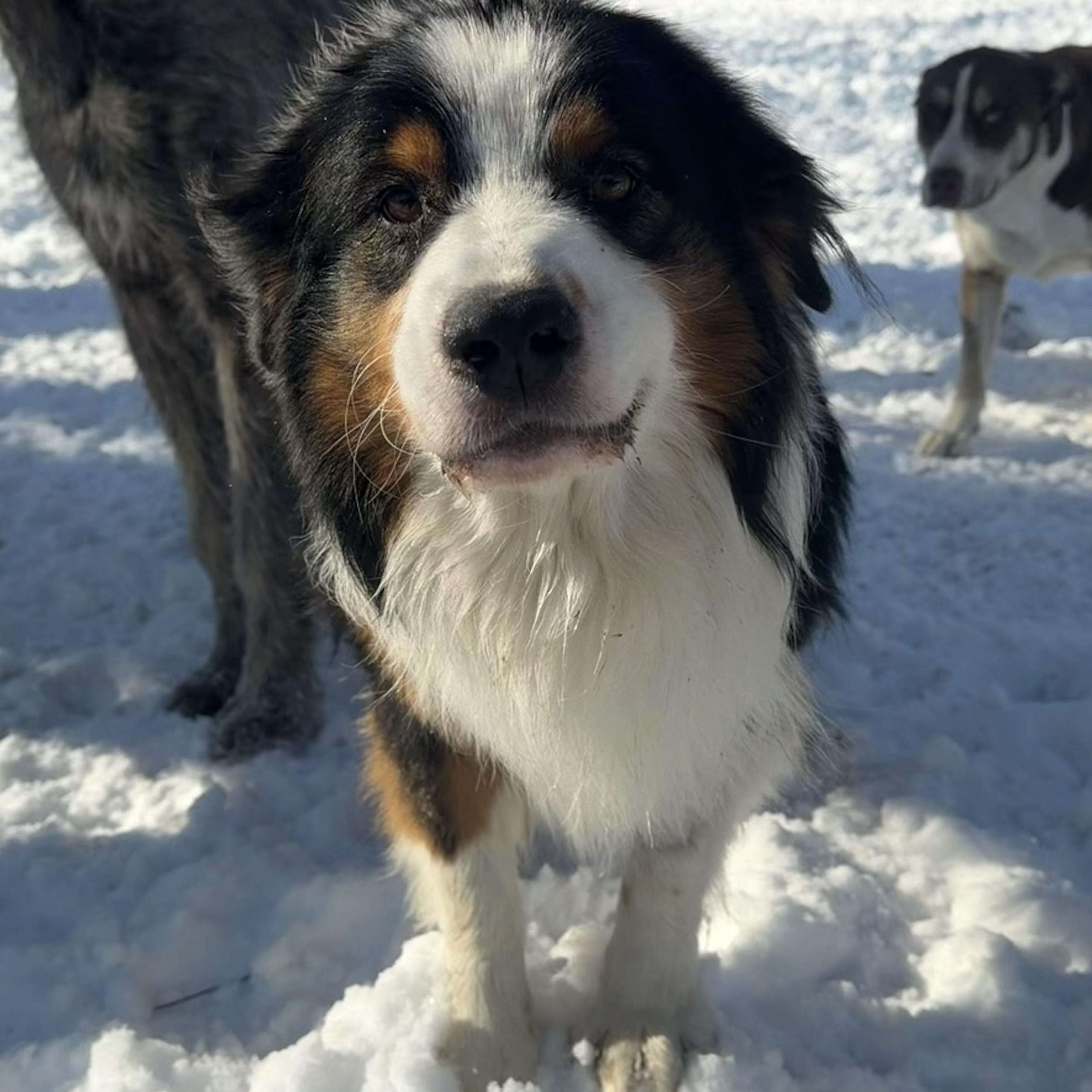 Enlarge Felix, a Adoptable Australian Shepherd in Overland Park, KS image 1/6