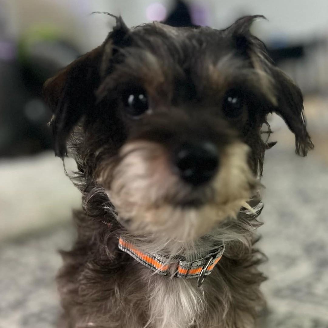 Enlarge Max, a Adoptable mixed breed in Cherry Hill, NJ image 1/6