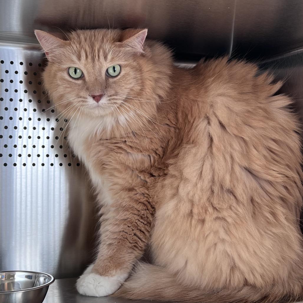 Jeremy, Adoptable, Senior Male Domestic Medium Hair.