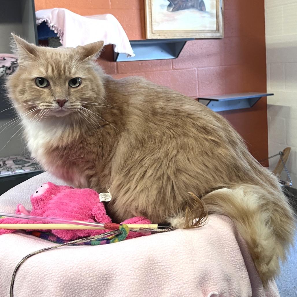 Enlarge Jeremy, a Adoptable Domestic Medium Hair in Sarasota, FL image 2/3