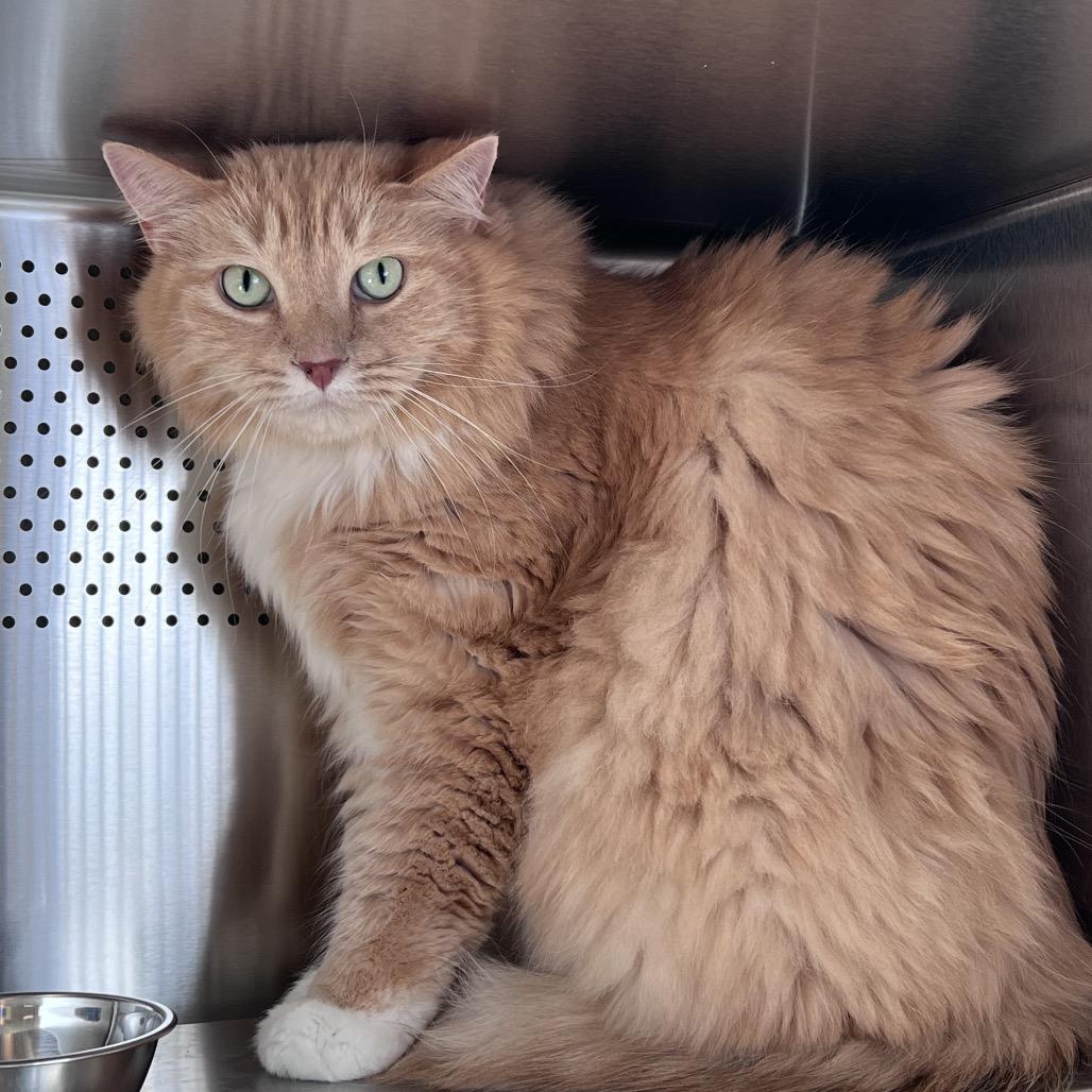 Enlarge Jeremy, a Adoptable Domestic Medium Hair in Sarasota, FL image 3/3