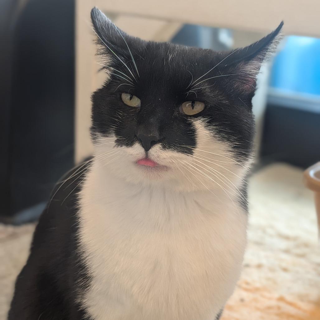 Theo, Adoptable, Adult Male Domestic Short Hair.