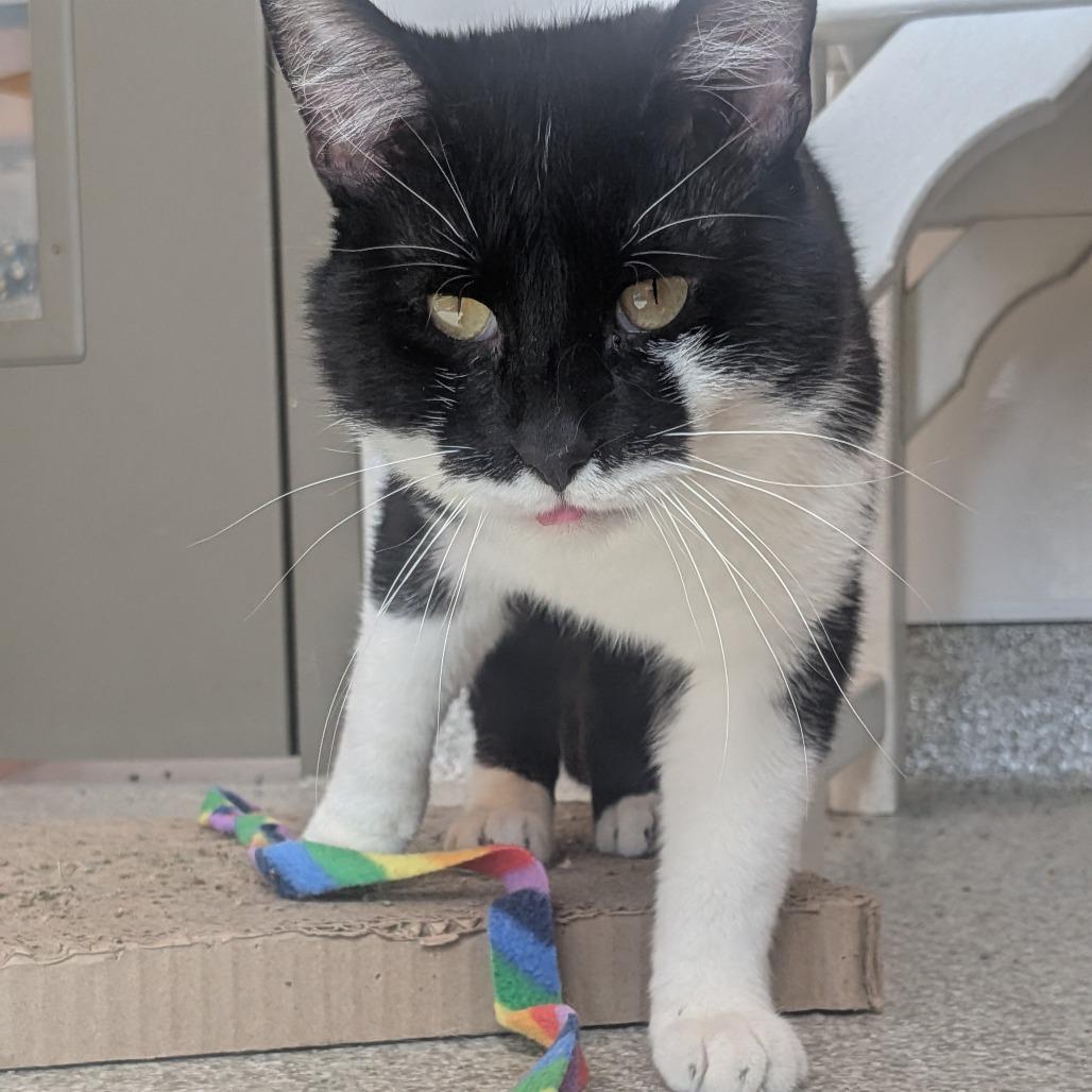 Enlarge Theo, a Adoptable Domestic Short Hair in Washington Township, OH image 2/6
