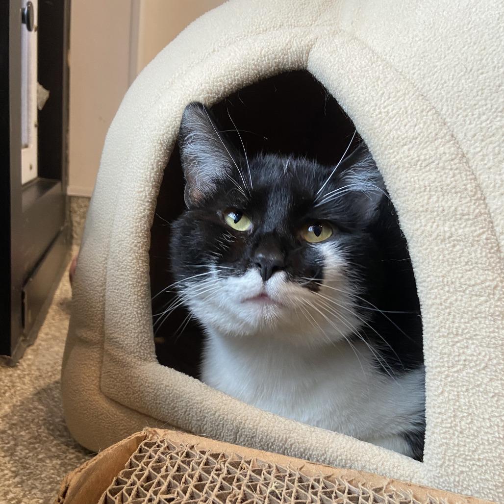 Enlarge Theo, a Adoptable Domestic Short Hair in Washington Township, OH image 3/6