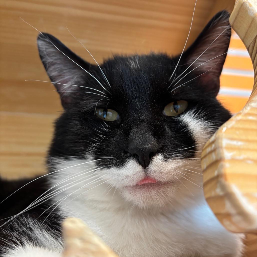 Enlarge Theo, a Adoptable Domestic Short Hair in Washington Township, OH image 4/6