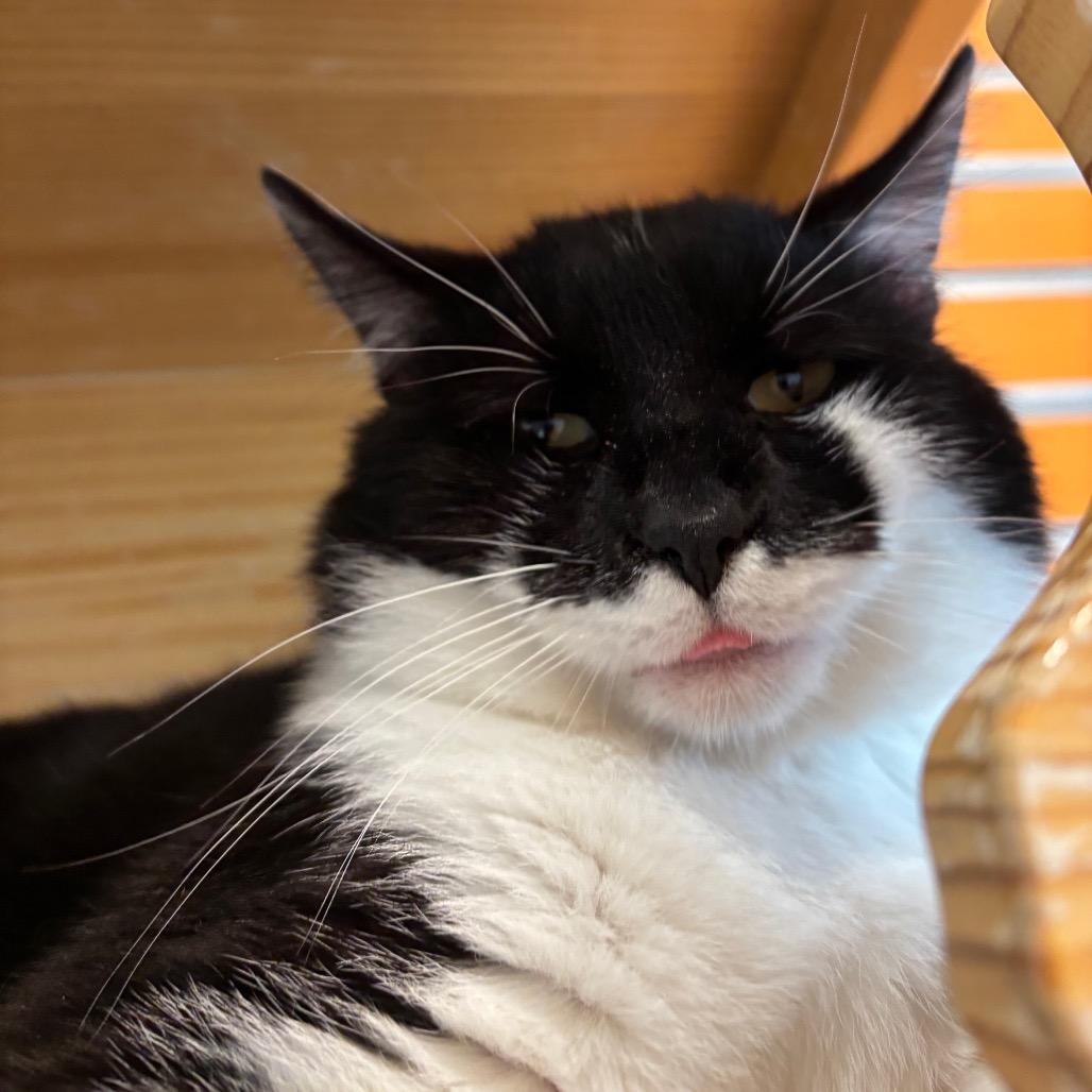 Enlarge Theo, a Adoptable Domestic Short Hair in Washington Township, OH image 5/6