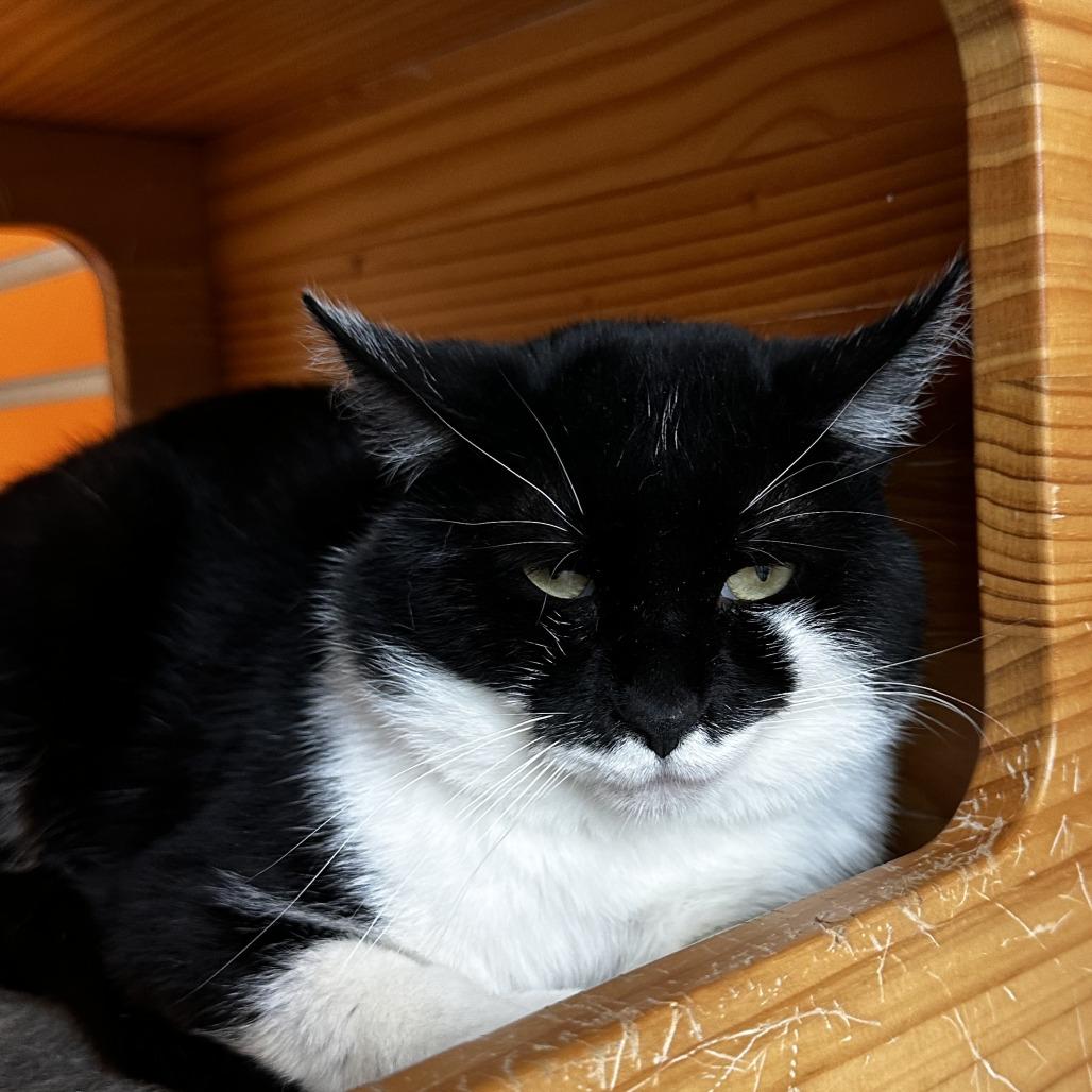 Enlarge Theo, a Adoptable Domestic Short Hair in Washington Township, OH image 6/6