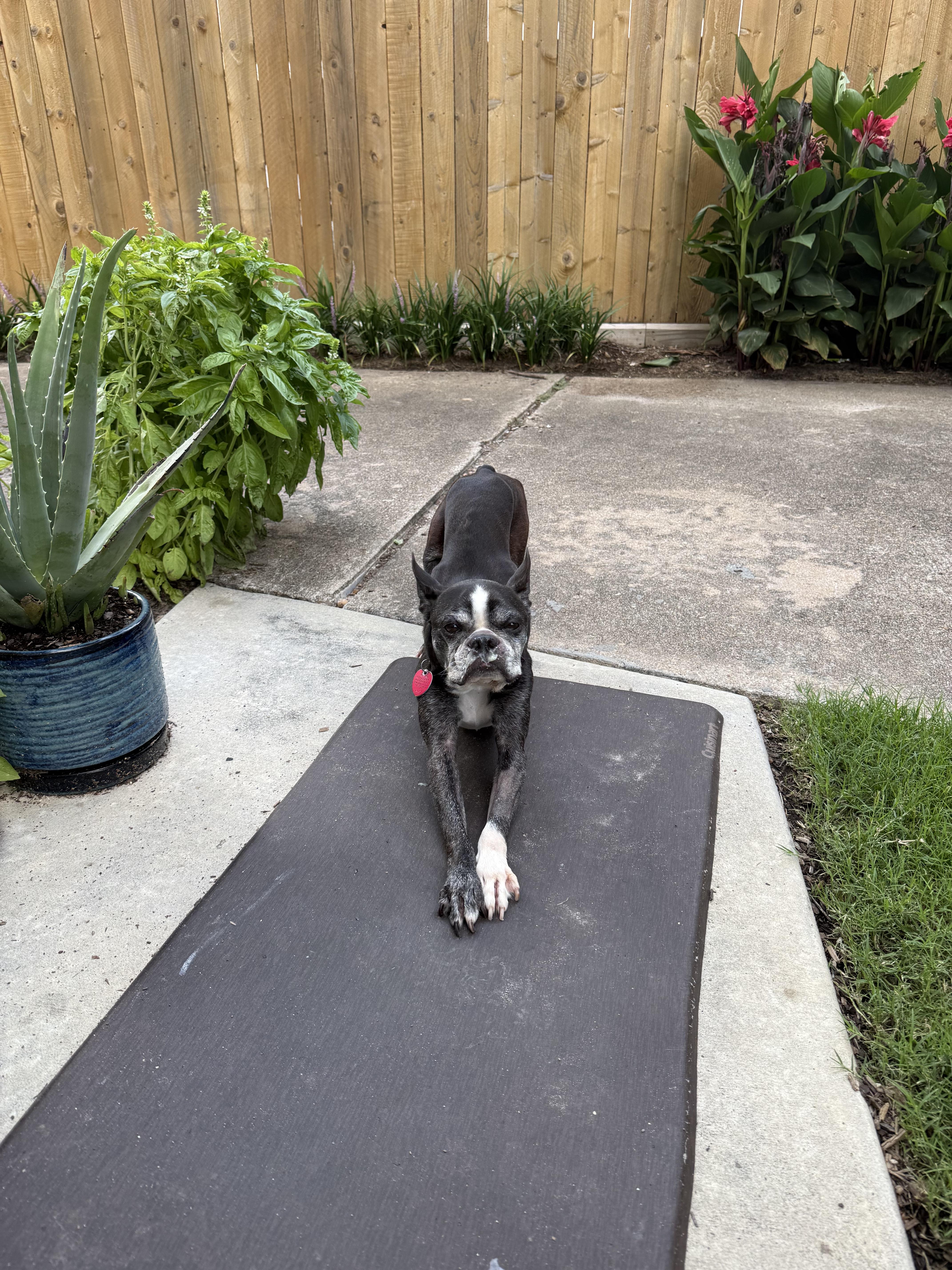 Buddy, Adoptable, Adult Male Boston Terrier.