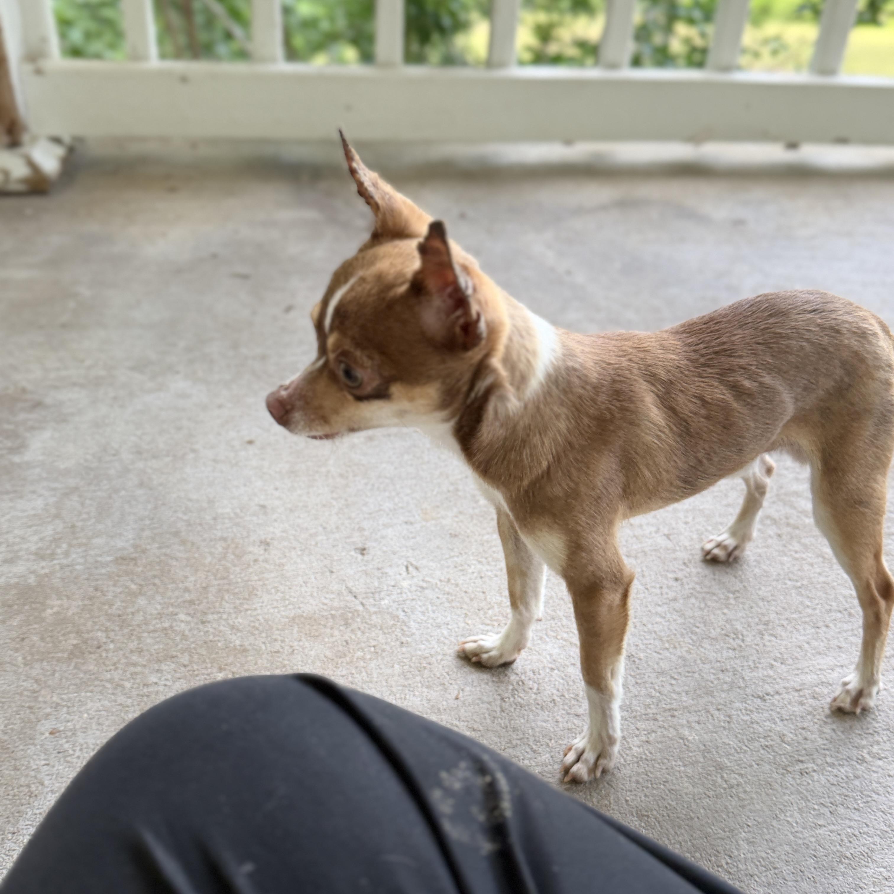 Enlarge CLARENCE ANDREW TAYLOR (CAT), an adopted Chihuahua in Brattleboro, VT image 3/6