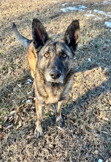 Justice, Adoptable, Adult Male Dutch Shepherd.