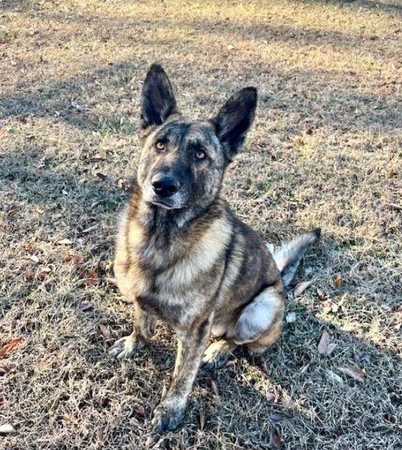 Enlarge Justice, a Adoptable Dutch Shepherd in Mocksville, NC image 2/5